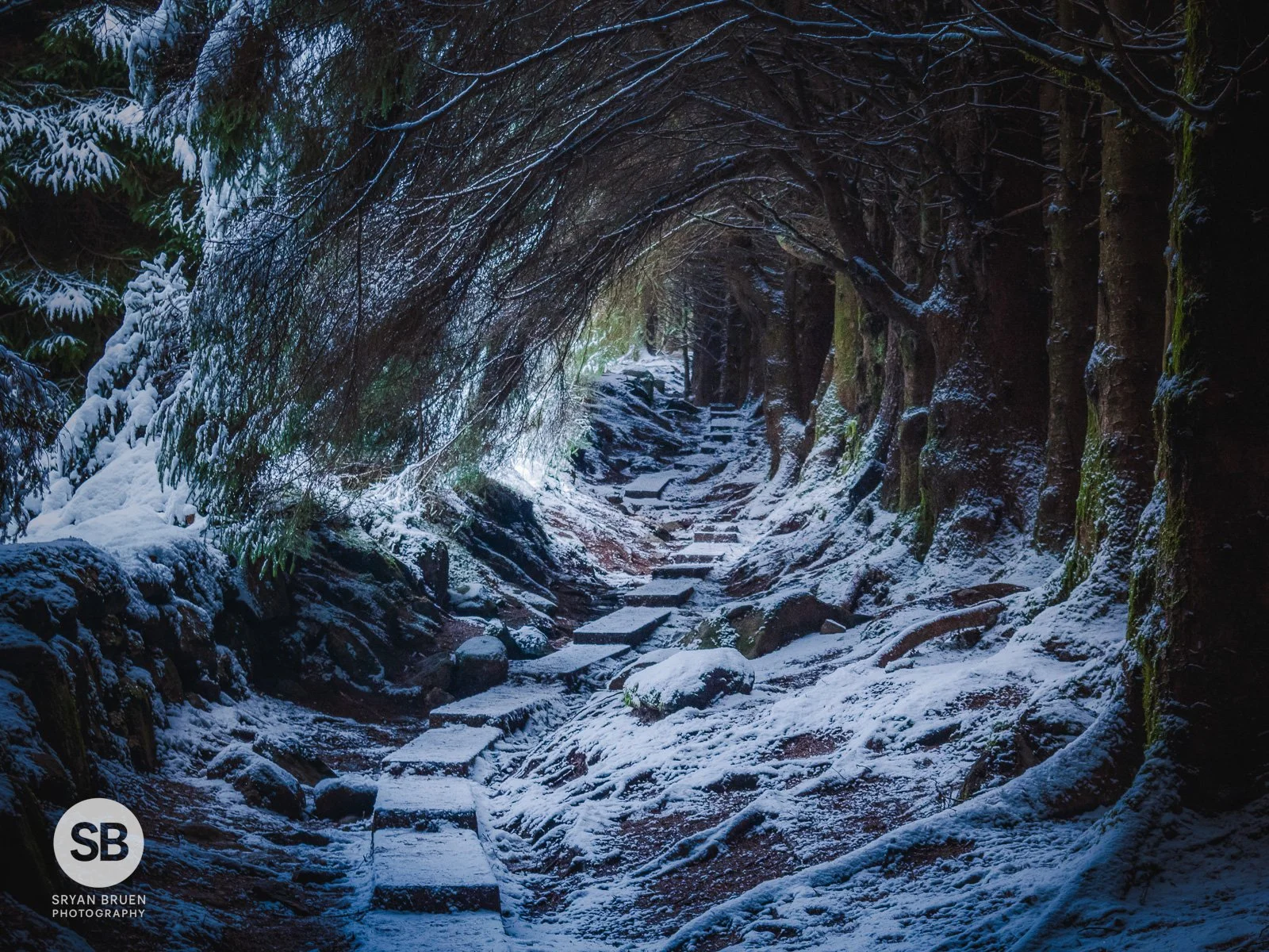 2024-11-21 Ballinastoe Woods snow 21 November 2024.jpg