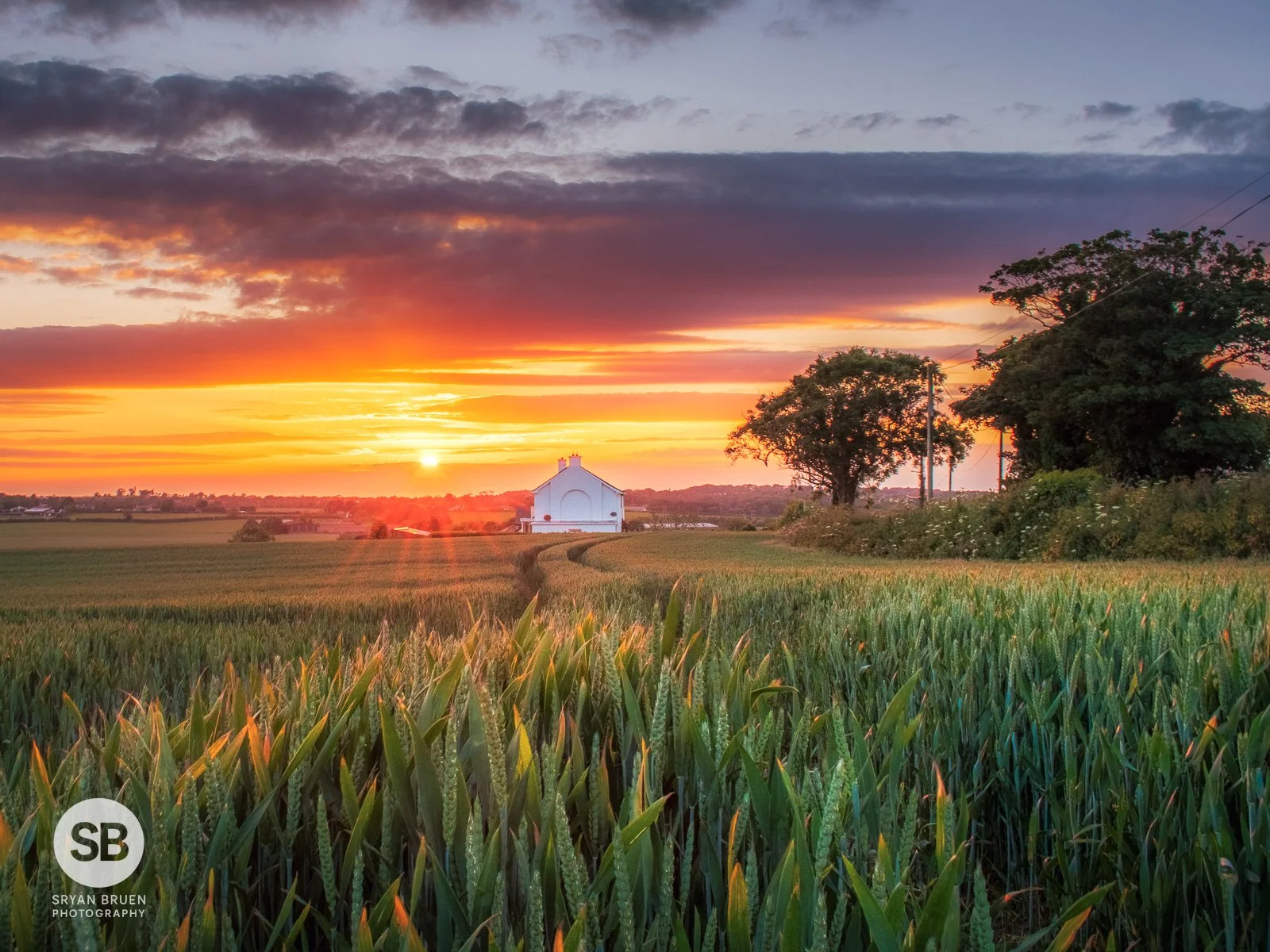 2024-06-08 Baldongan barley sunset 3 8 June 2024.jpg