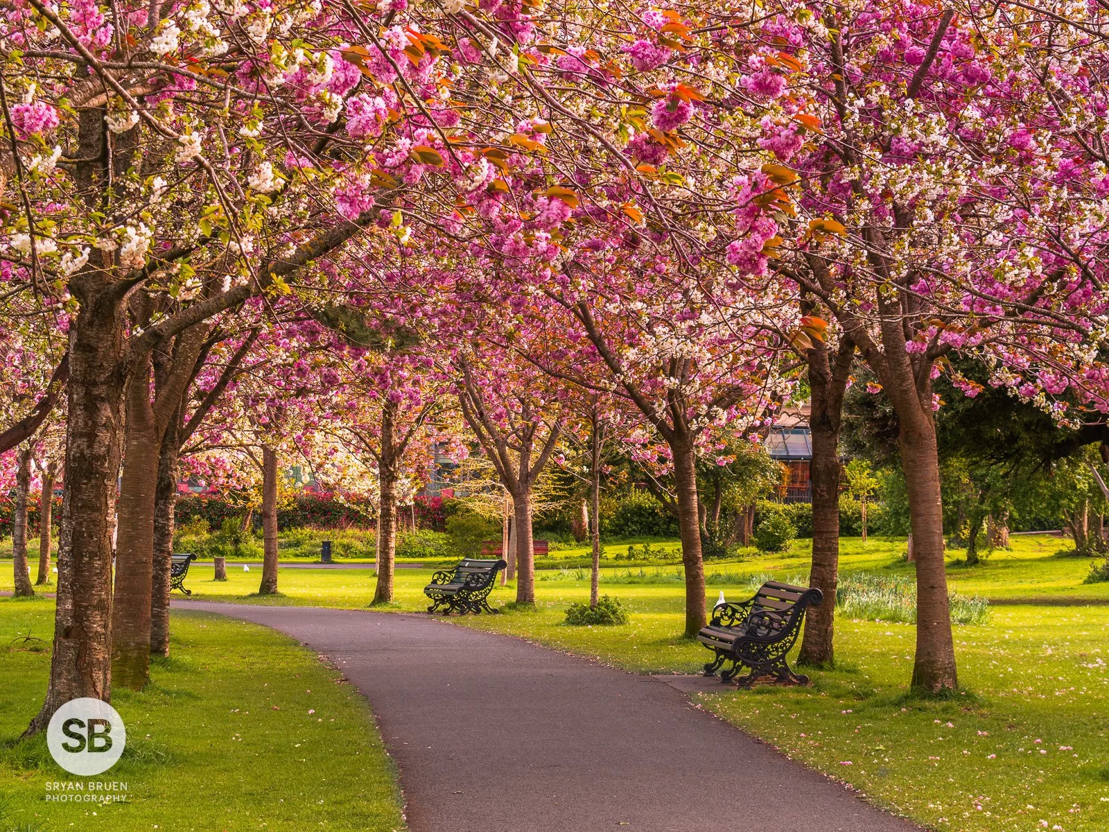 2024-04-16 Herbert Park bench cherry blossoms 16 April 2024.jpg