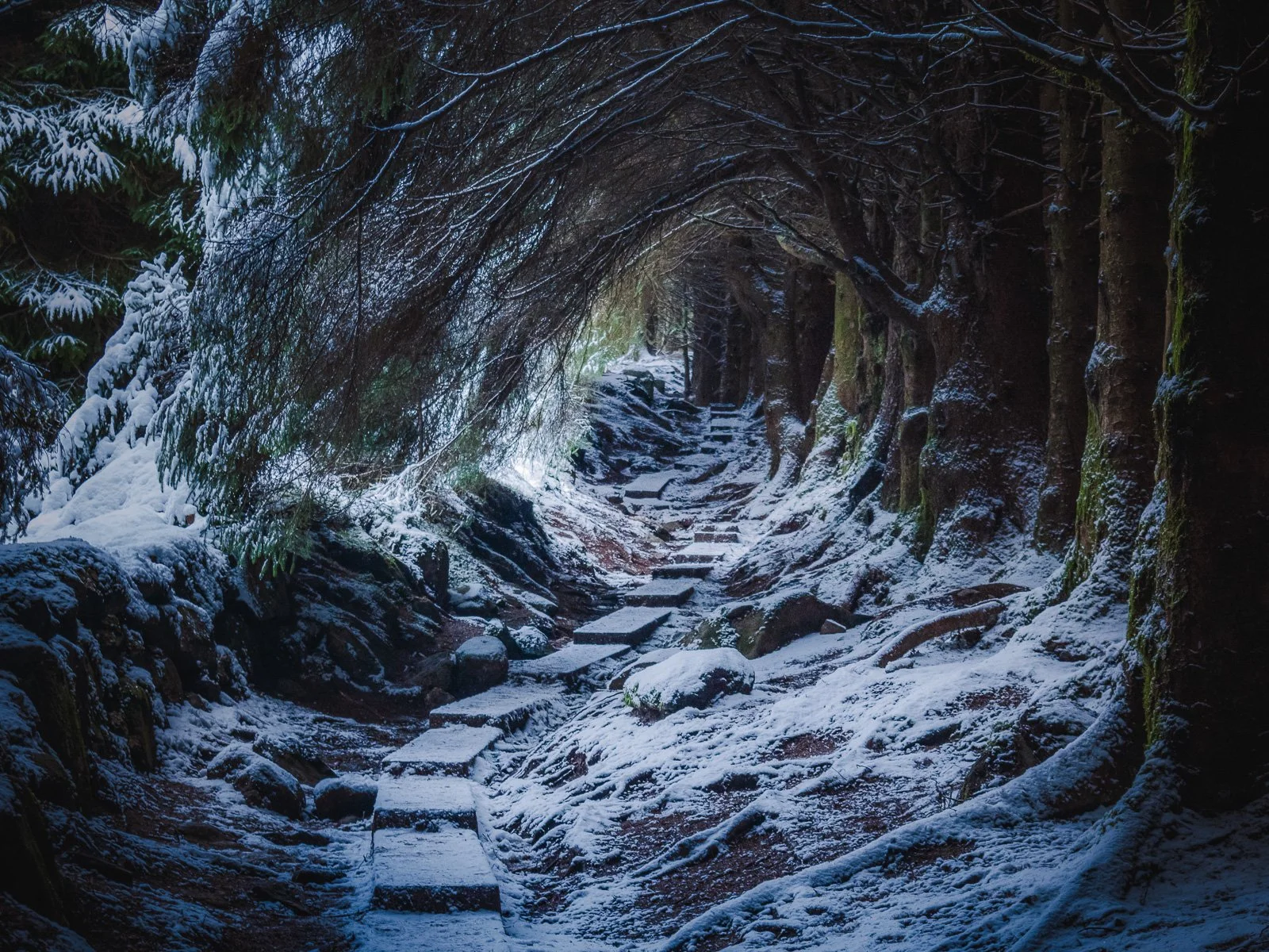 Ballinastoe Woods Snow
