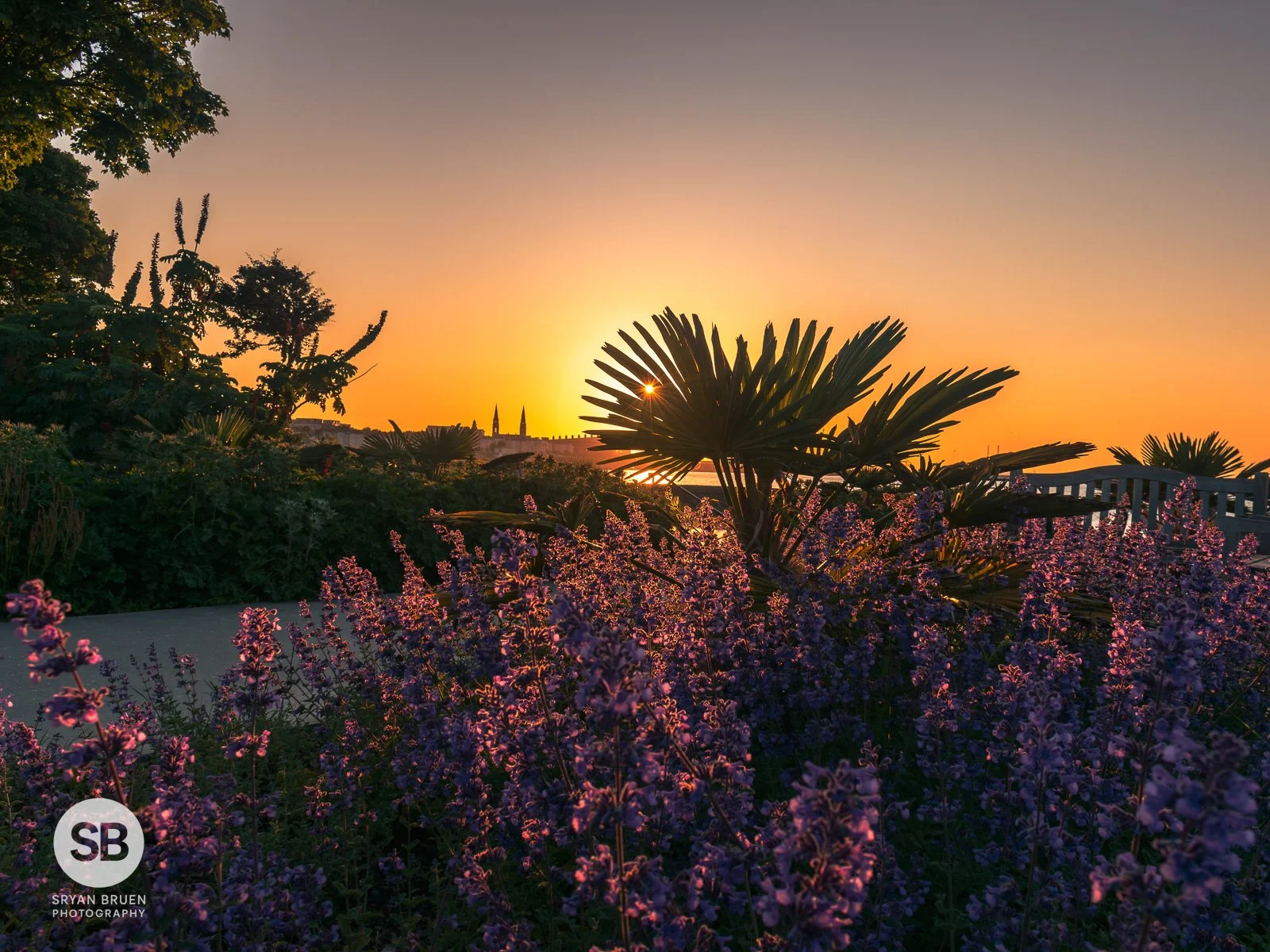 2023-06-02 Sandycove flora sunset 2 June 2023.jpg