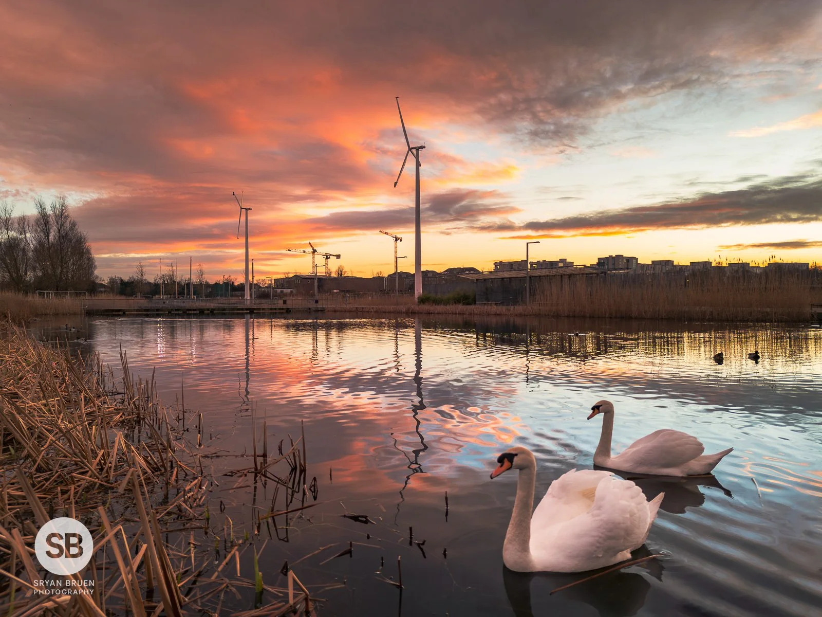 2024-02-16 Father Collins Park sunset swans 16 February 2024.jpg
