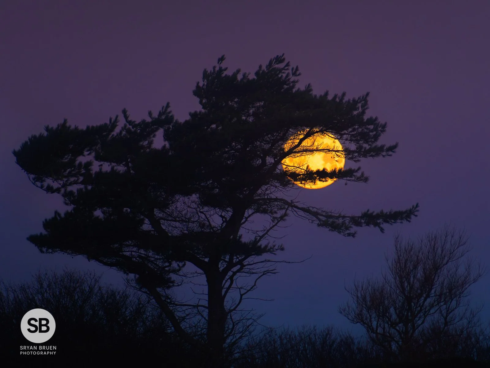 2026-01-03 Portrane tree moonset.jpg