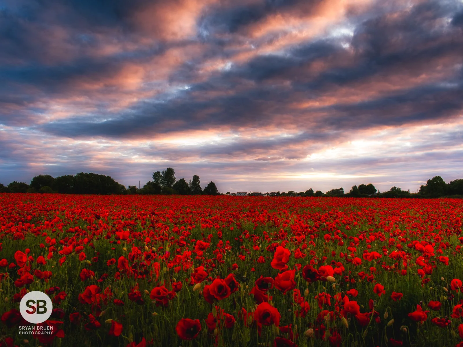 2024-08-06 Straffan poppies cloudy sky.jpg