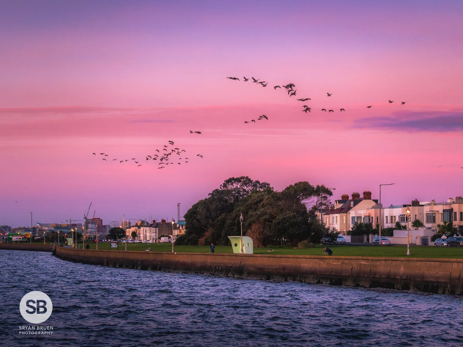 2025-12-13 Clontarf early morning colours and brent geese.jpg