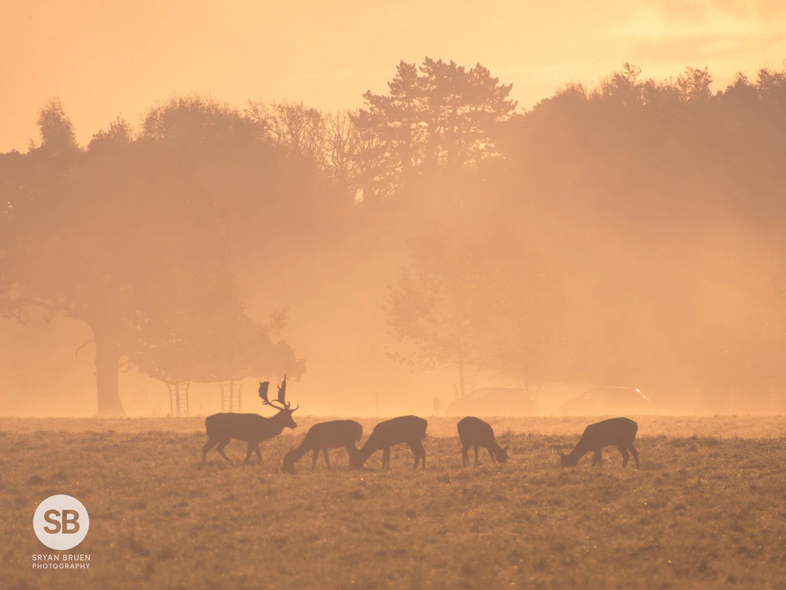 2023-10-30 Phoenix Park deer golden mist 30 October 2023.jpg