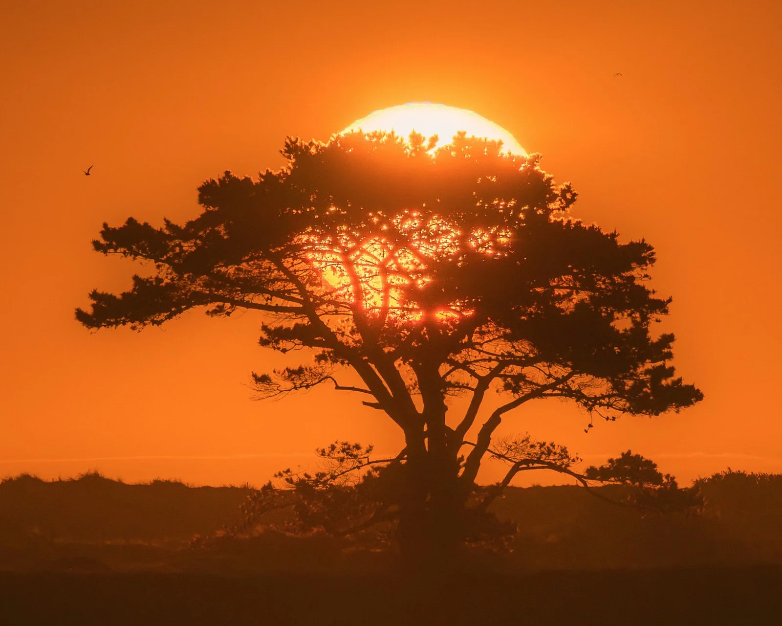 2026-04-28 Portmarnock tree sunrise 2.jpg