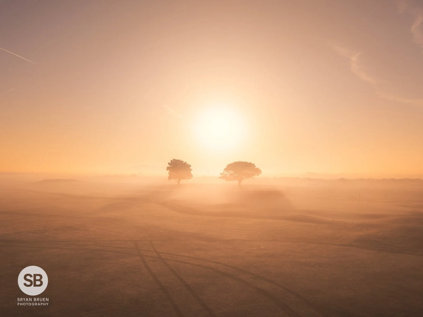 2025-04-10 North Bull Island trees sunrise mist 10 April 2025.jpg