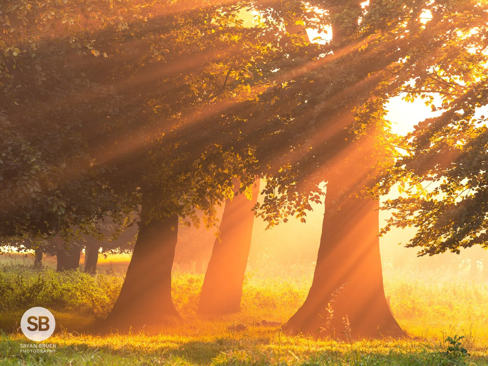 2023-09-08 Phoenix Park komorebi 8 September 2023.jpg