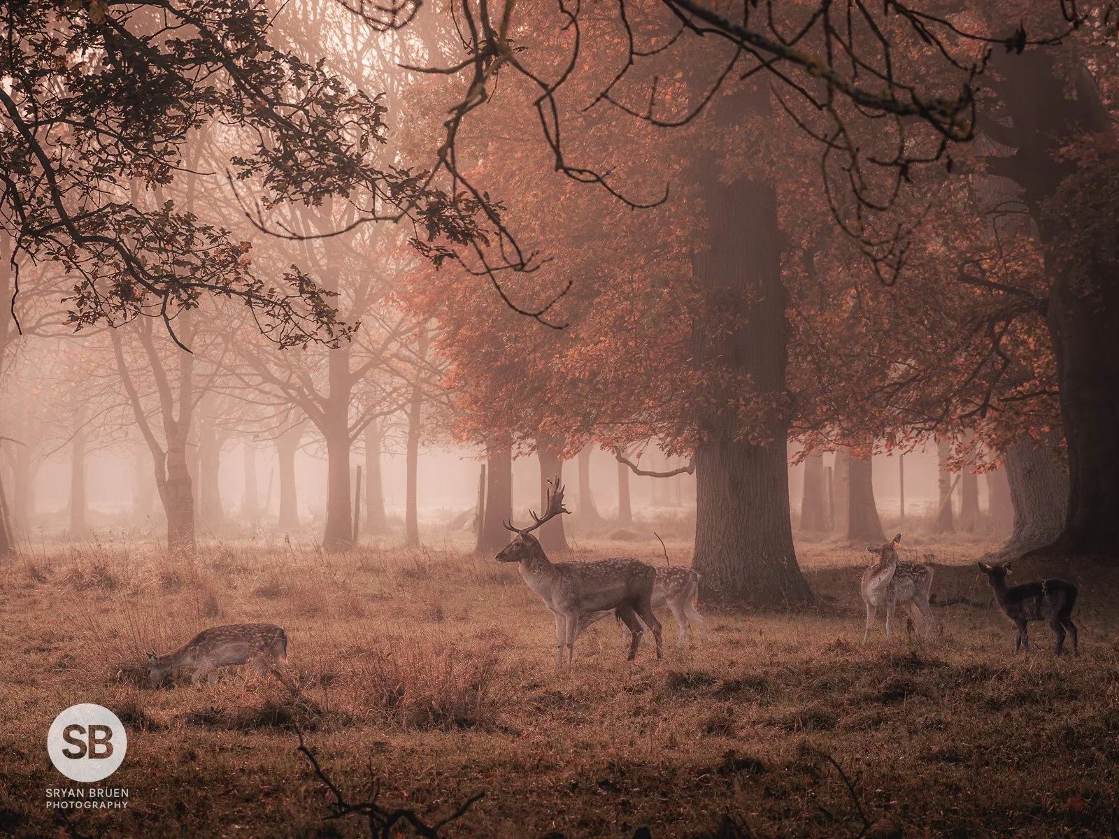 2024-11-11 Phoenix Park deer mist autumn colours 2 11 November 2024.jpg