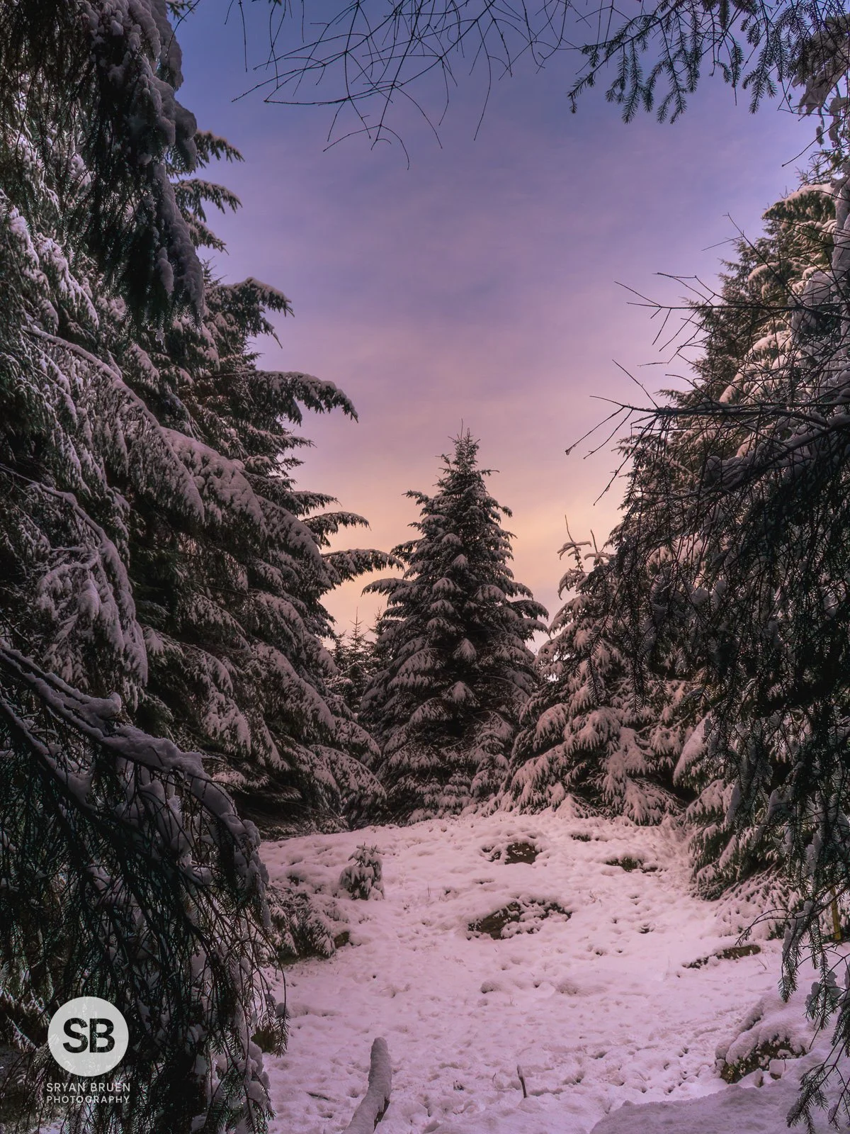 2024-11-21 Ballinastoe Woods snow sunset 21 November 2024.jpg