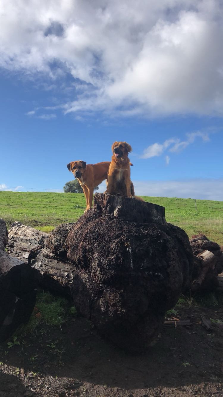 Two dogs standing on a large fallen tree trunk outdoors, with a green field and blue sky with clouds in the background.