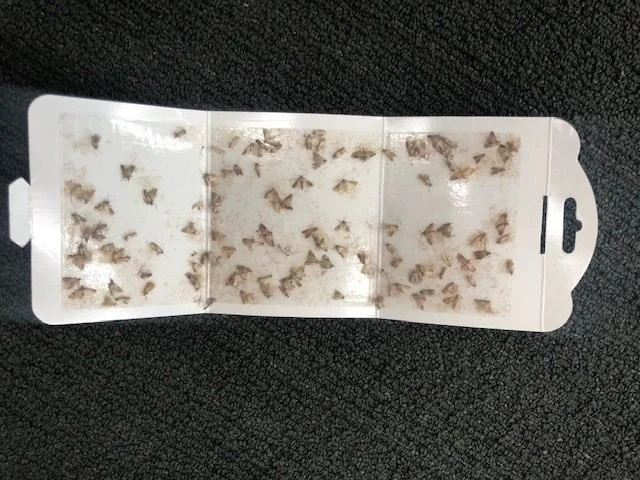 Viper Pantry Moth Trap (2 pack).jpg