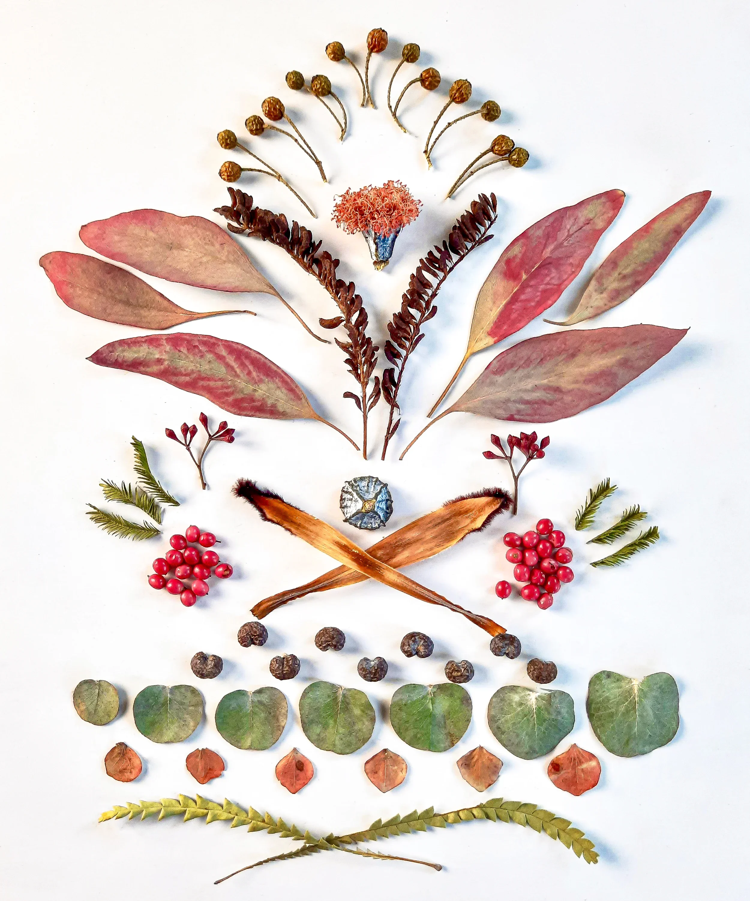 Symmetrical botanical composition with red leaves, berries and seeds, floral art Berlin