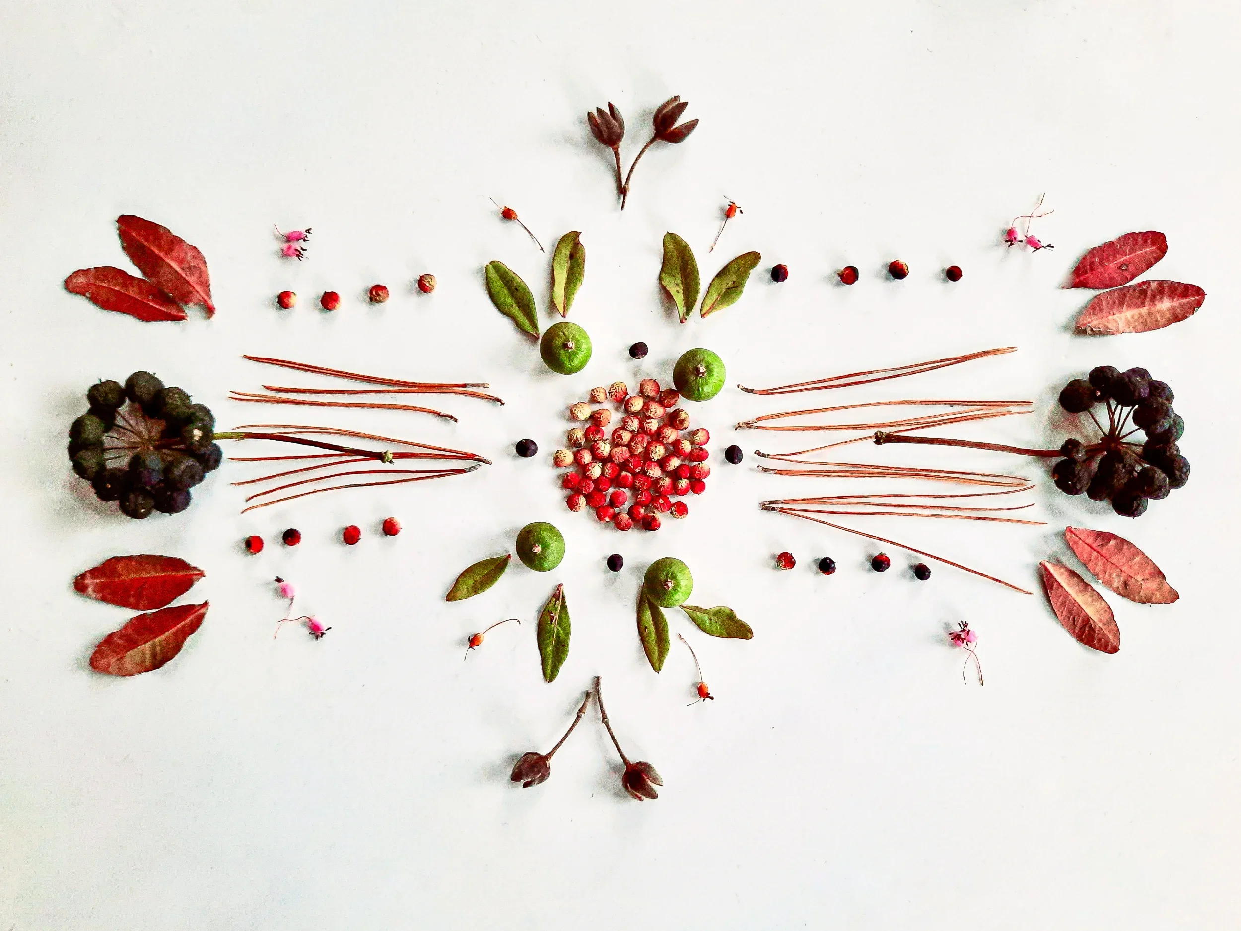 Geometric botanical composition with seeds, berries and leaves, floral art Berlin 2022