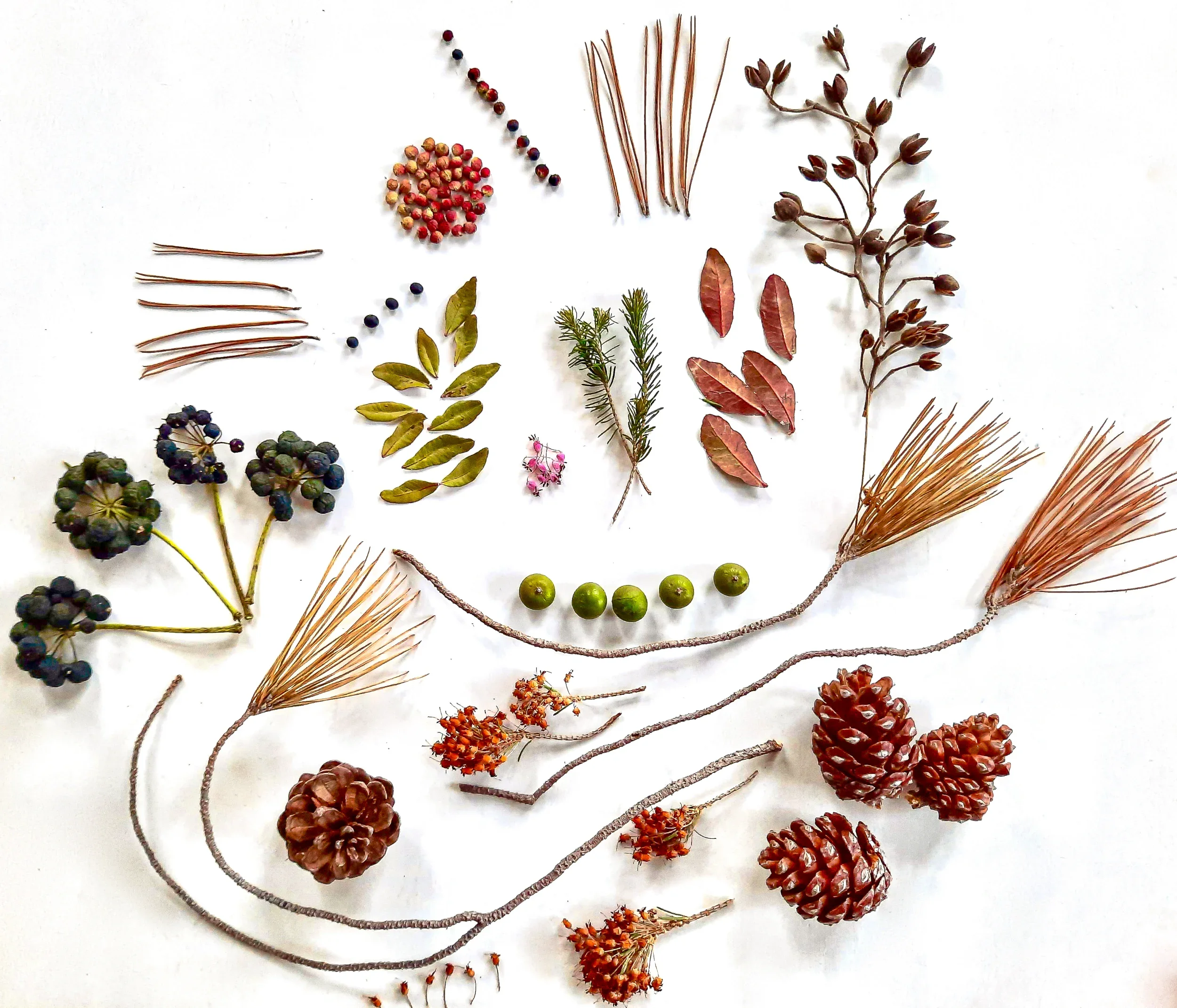 Botanical composition flat lay with pine cones, seeds and leaves, floral art Berlin 2022