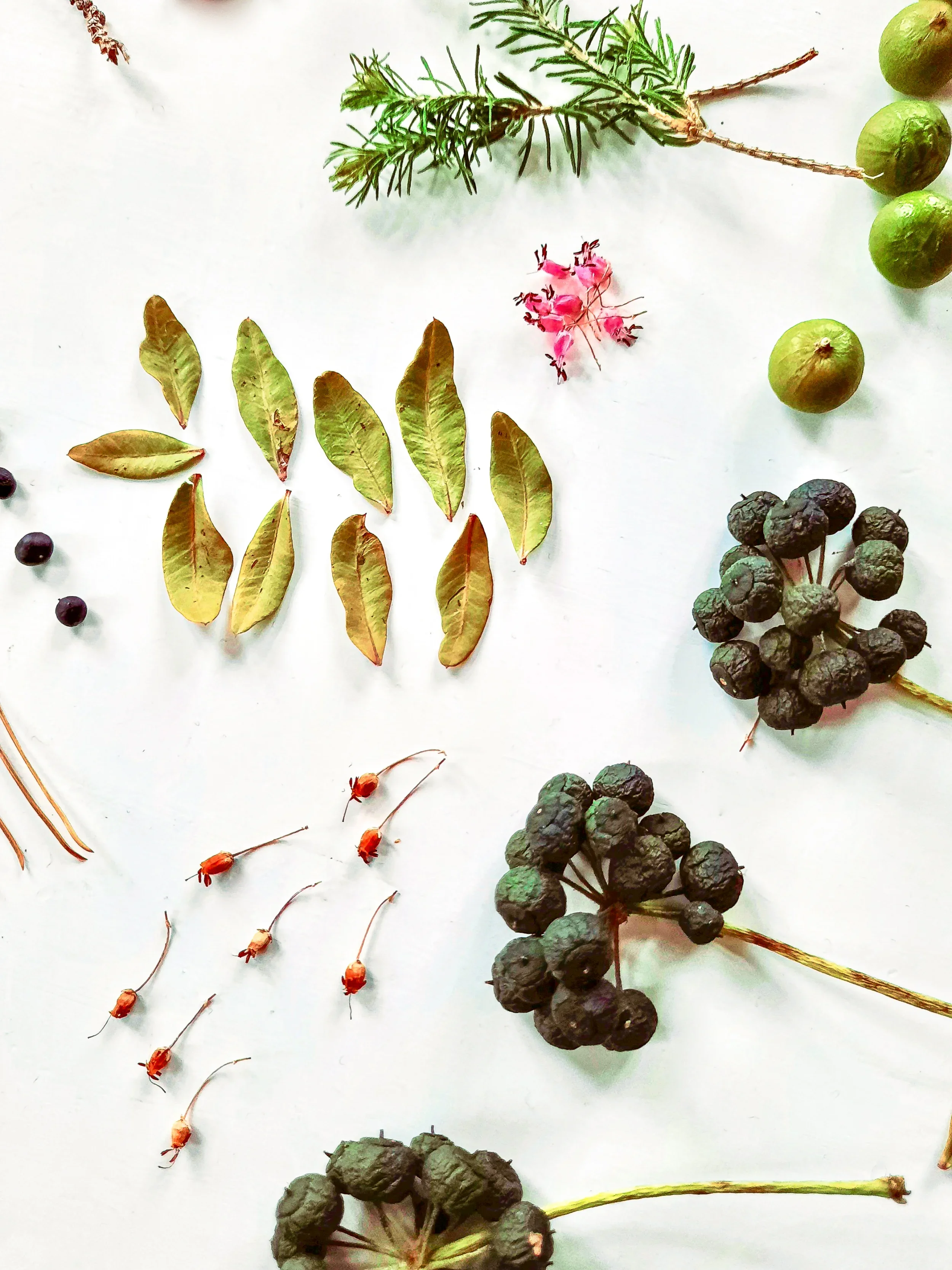 Botanical flat lay composition with berries, leaves and seeds, botanical art Berlin 2022