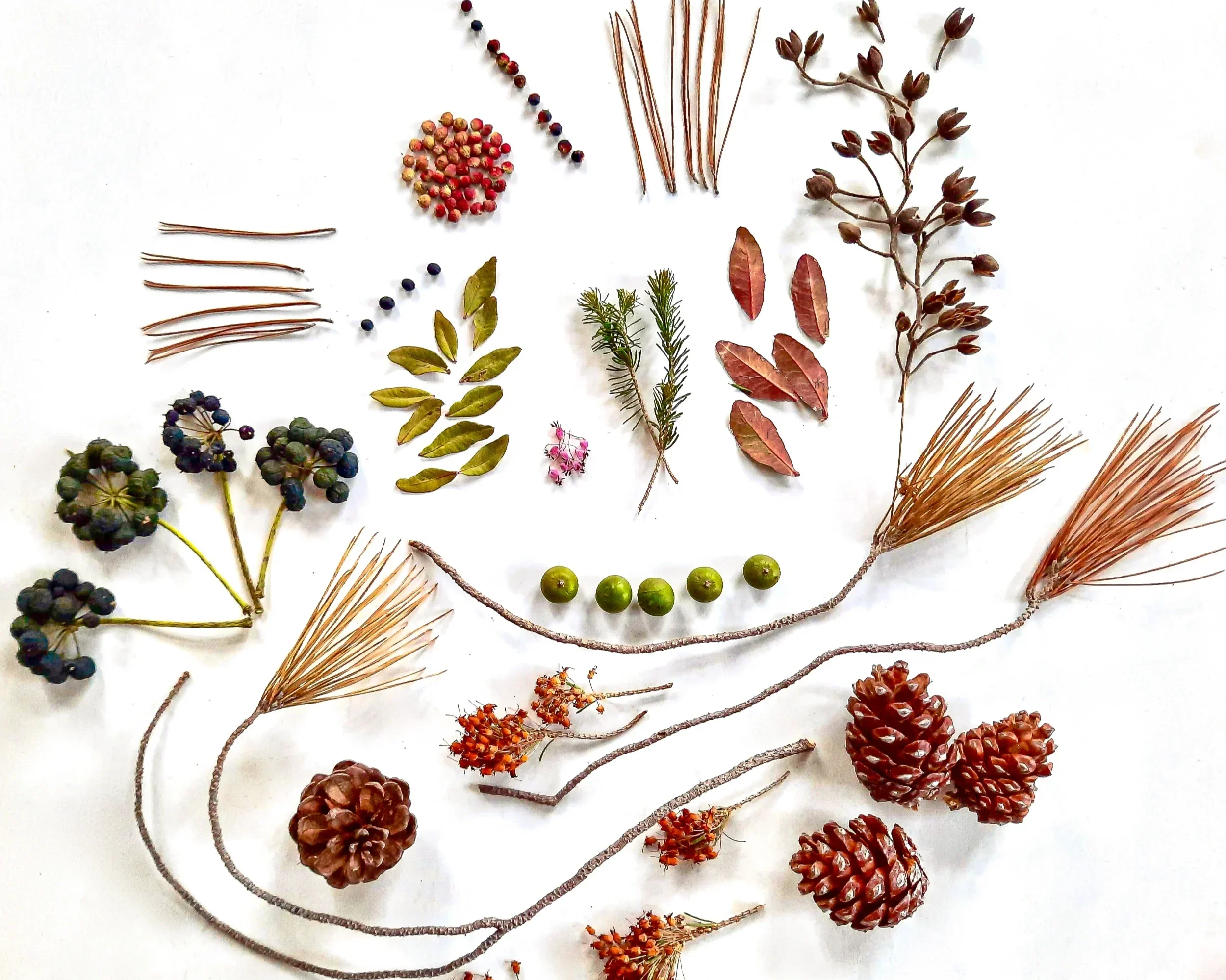 botanical compositions