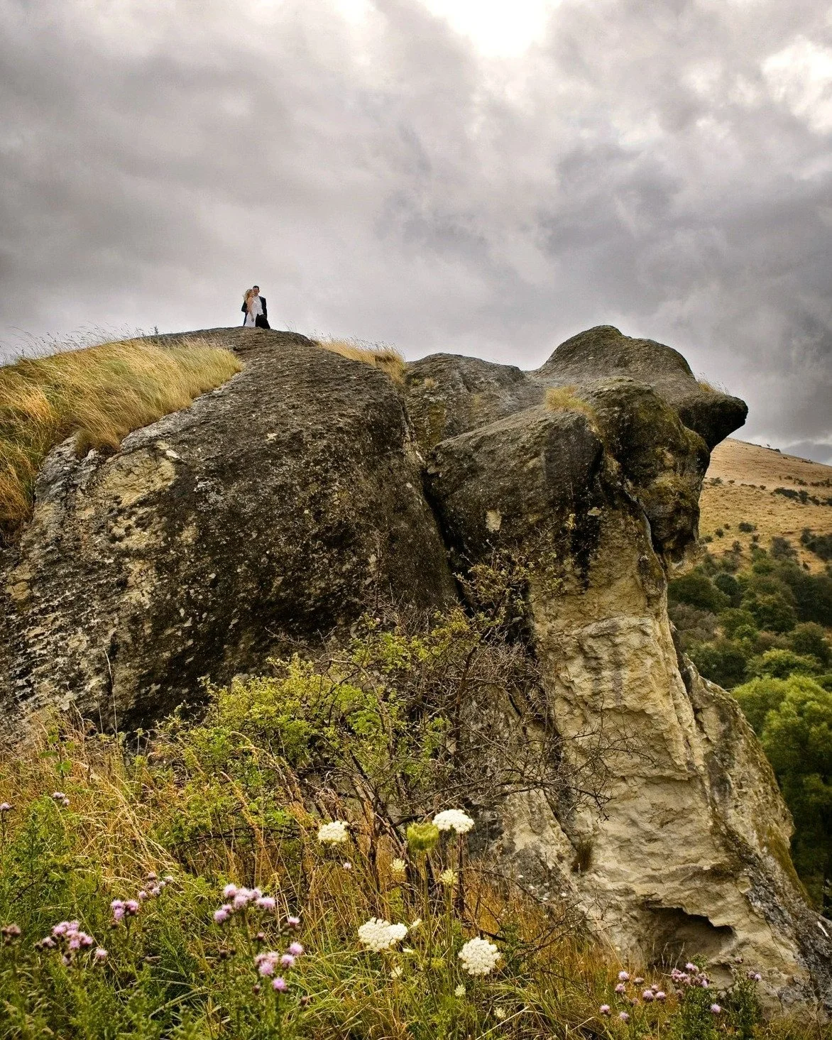 Frog North Canterbury, New Zealand.
