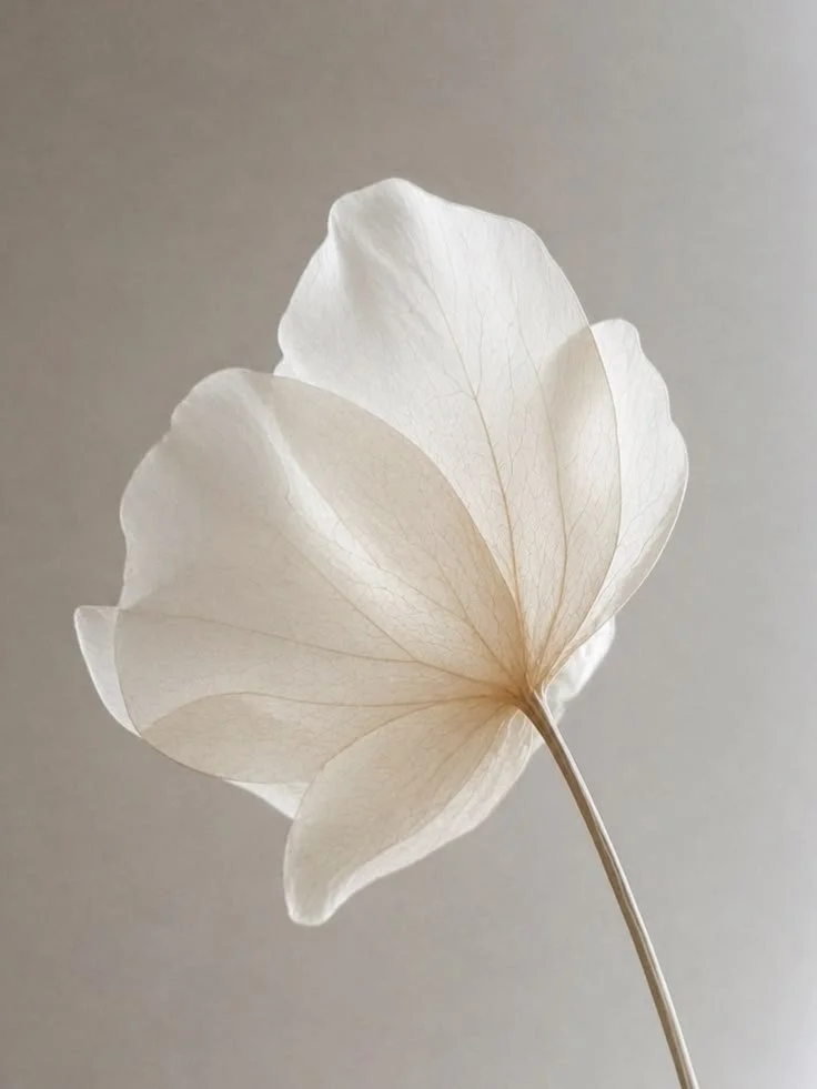 A close-up of a white, translucent flower with thin, veined petals and a slender stem against a plain light background.