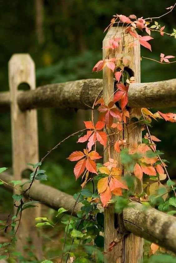 autumn-2.jpg