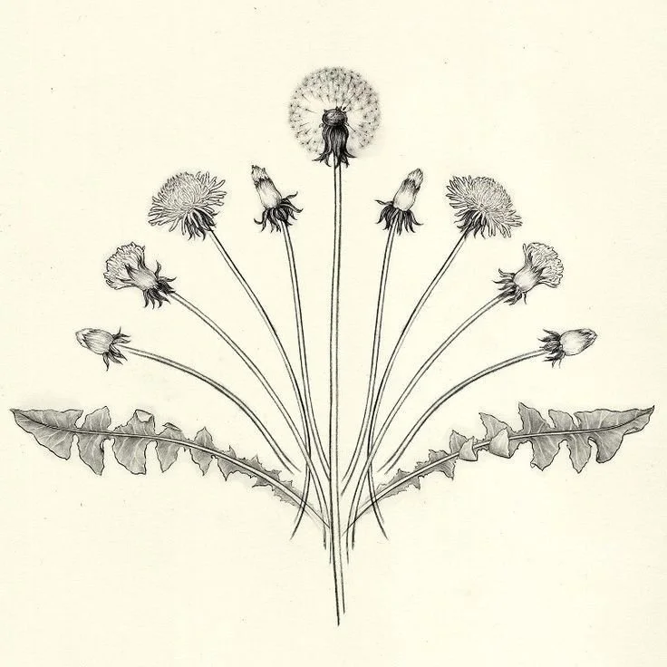 Oxford Herbal Paper No. 2: Spring Detox