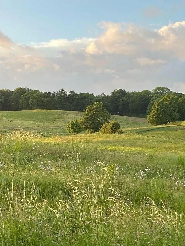 Grassy meadow with wild flowers in the foreground, trees in the long distance