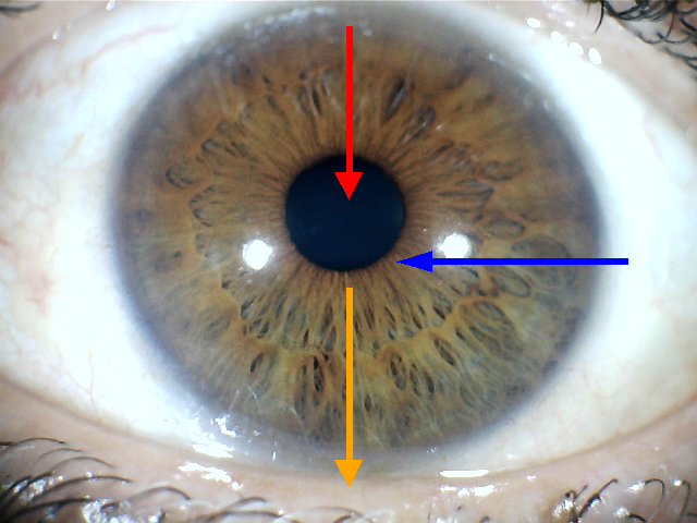 Close-up of a human eye with colored arrows pointing to different parts: red arrow points to the central pupil, blue arrow points to the iris, and yellow arrow points to the sclera.