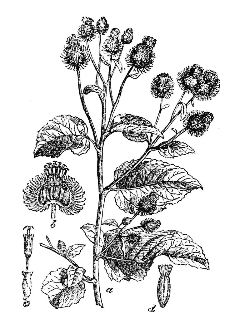 Oxford Herbal Paper No. 4: Understanding Your Body’s Terrain