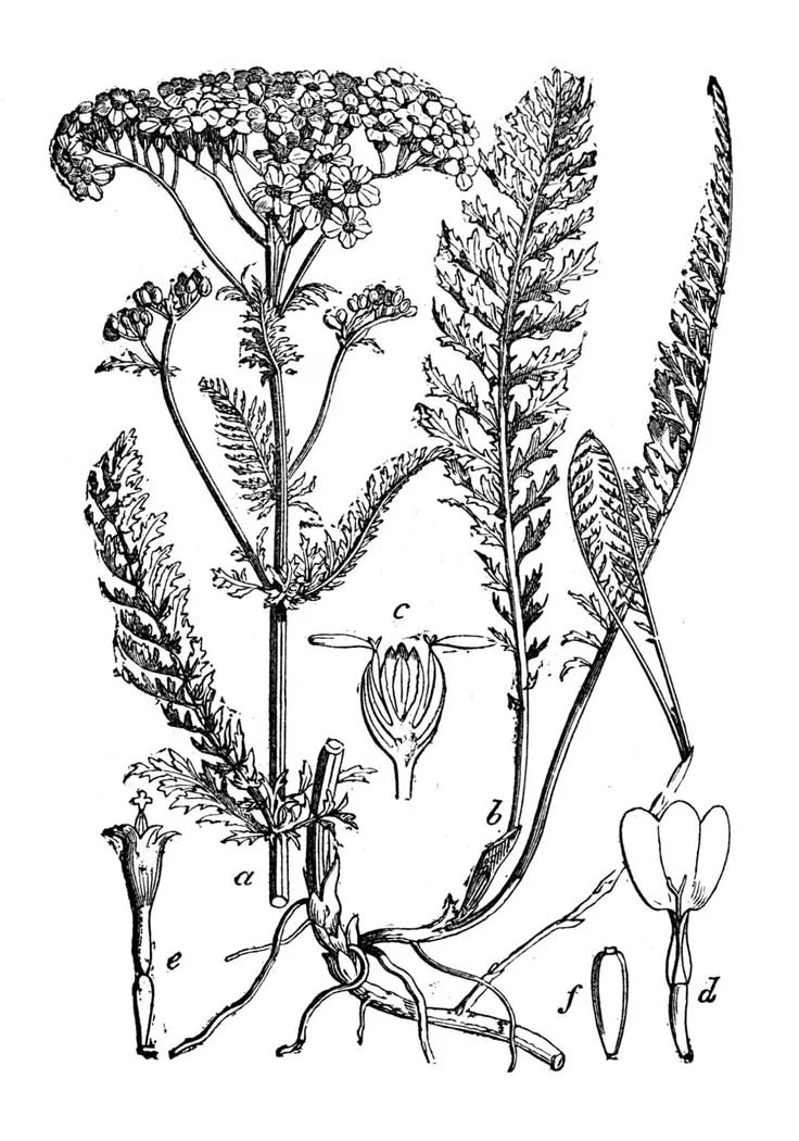 Webinar Structure and Strategy (2).jpg