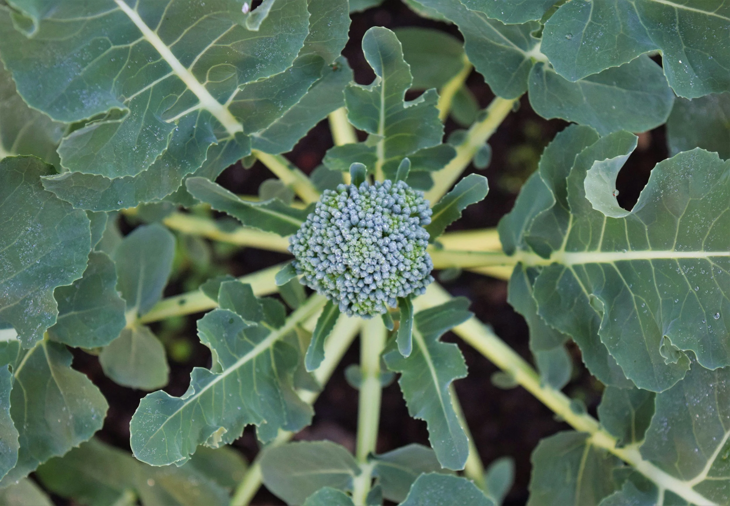 Drone Spraying in Dense Brassica Canopies: Coverage, Timing and What the Data Shows