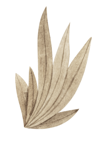 Illustration of beige, elongated leaves with a textured, watercolor style.