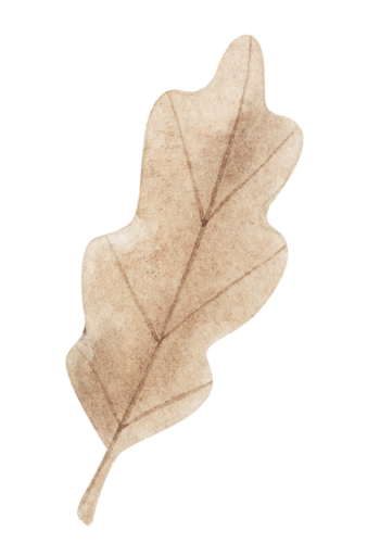 Watercolor illustration of a brown oak leaf.
