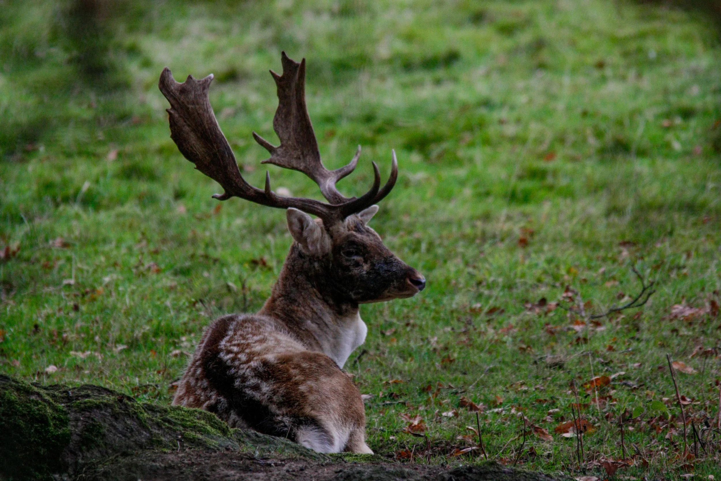 Farmland Deer Impacts and Assessment Project