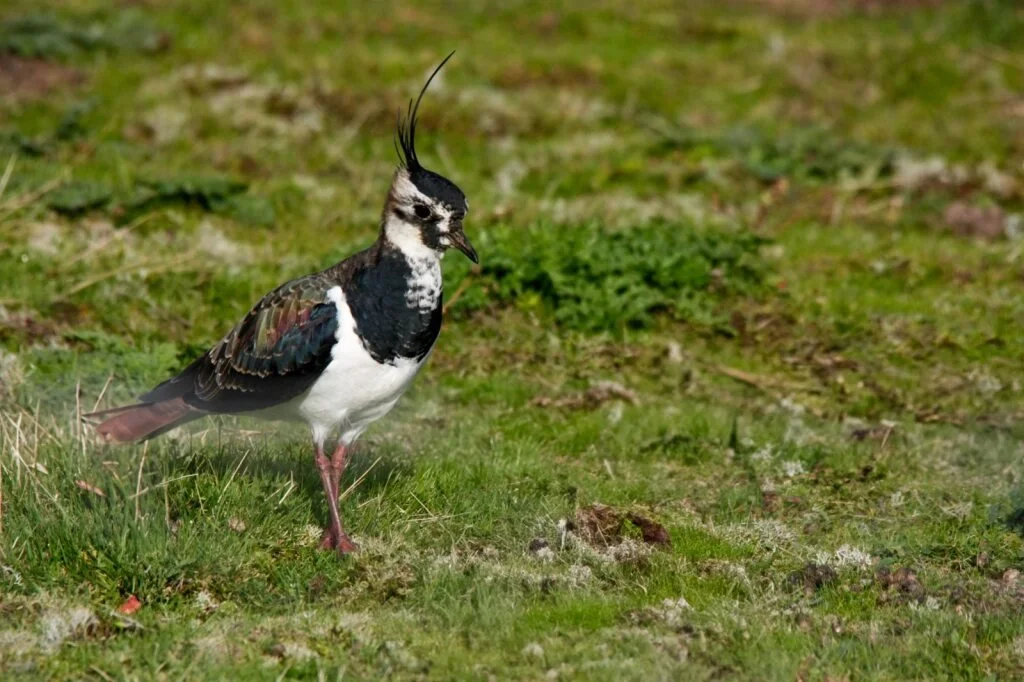 1 - lapwing.jpg
