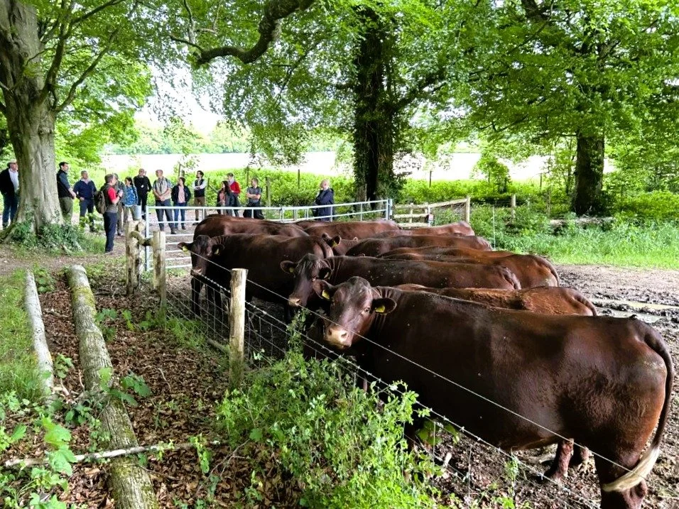 FWAG SE - Winchester Downs Cluster - Cows in field.jpg
