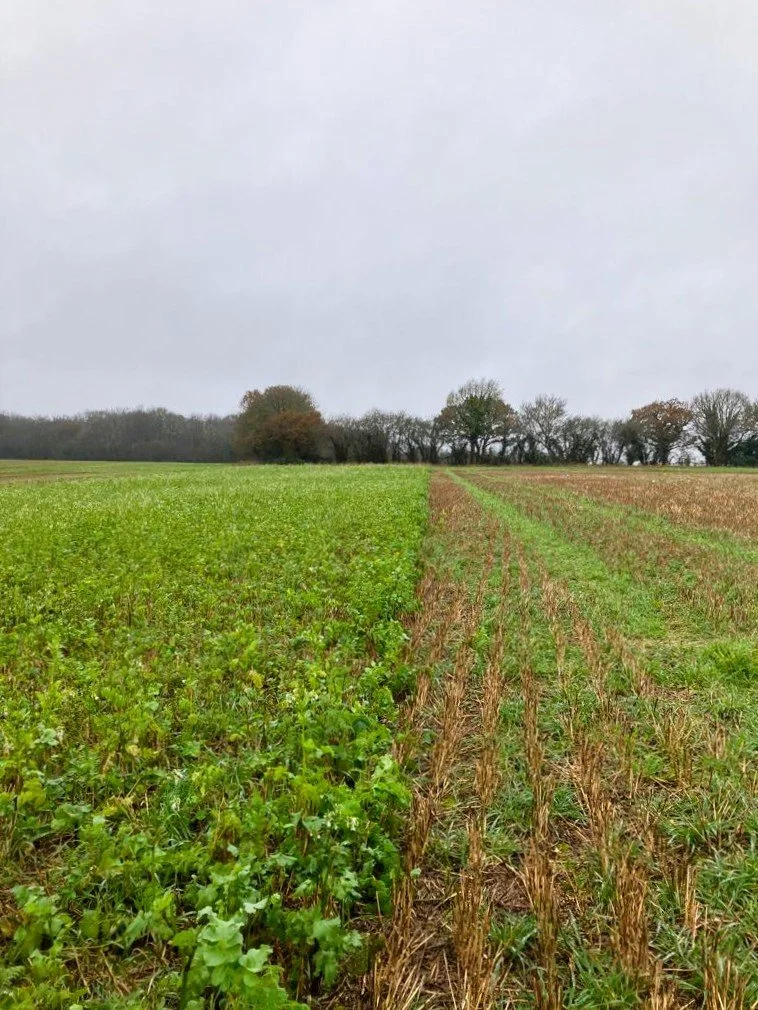 ff stubble to radish 1.jpg