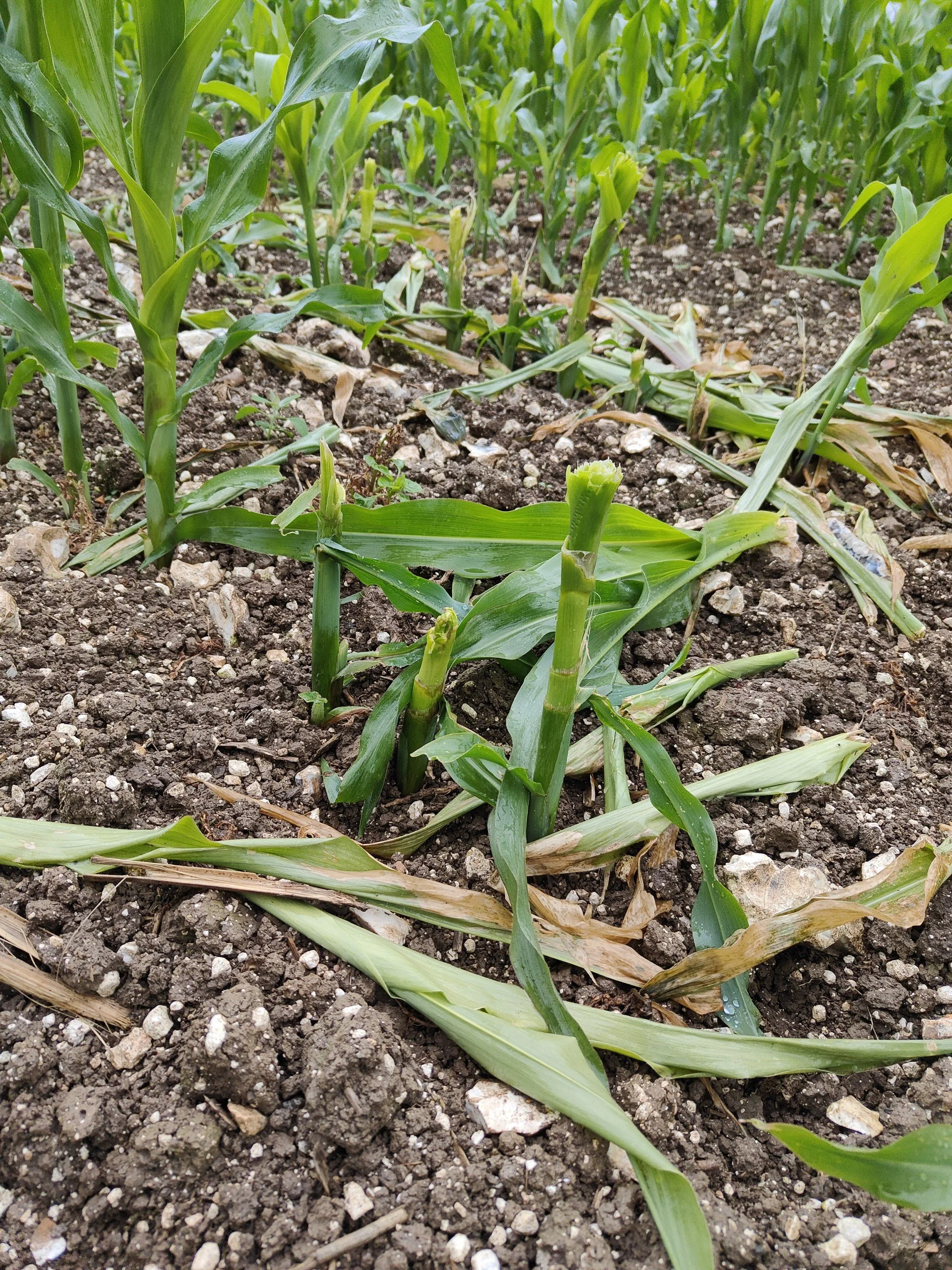 4 - Maize Deer Browsing.jpg