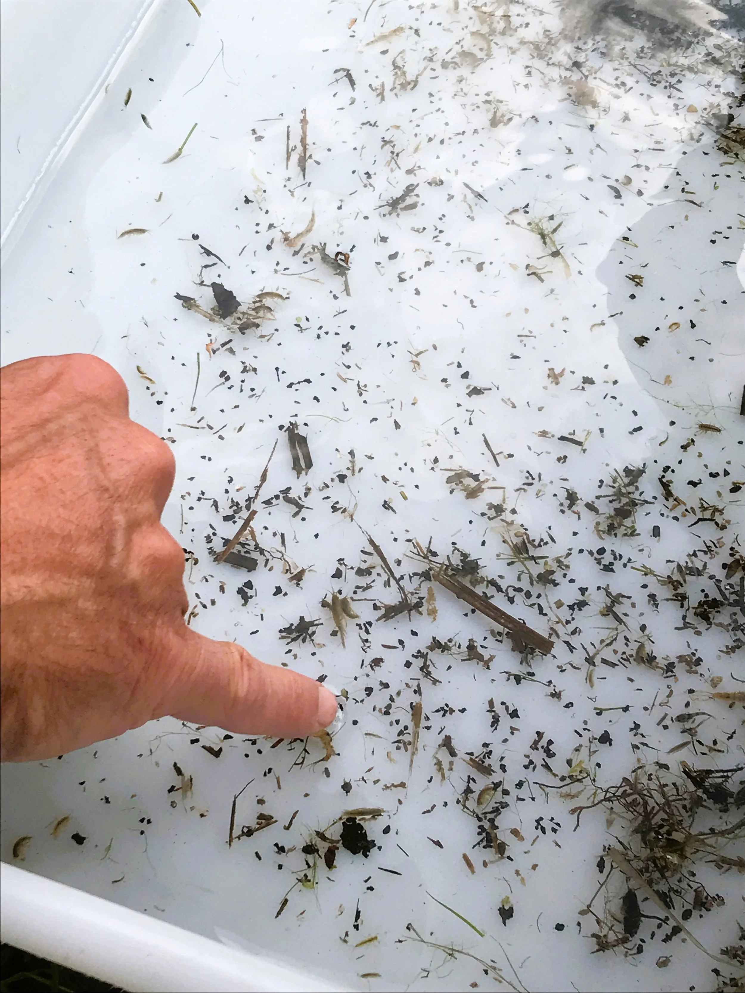 4 - Southern Streams - aqautic invert.JPG