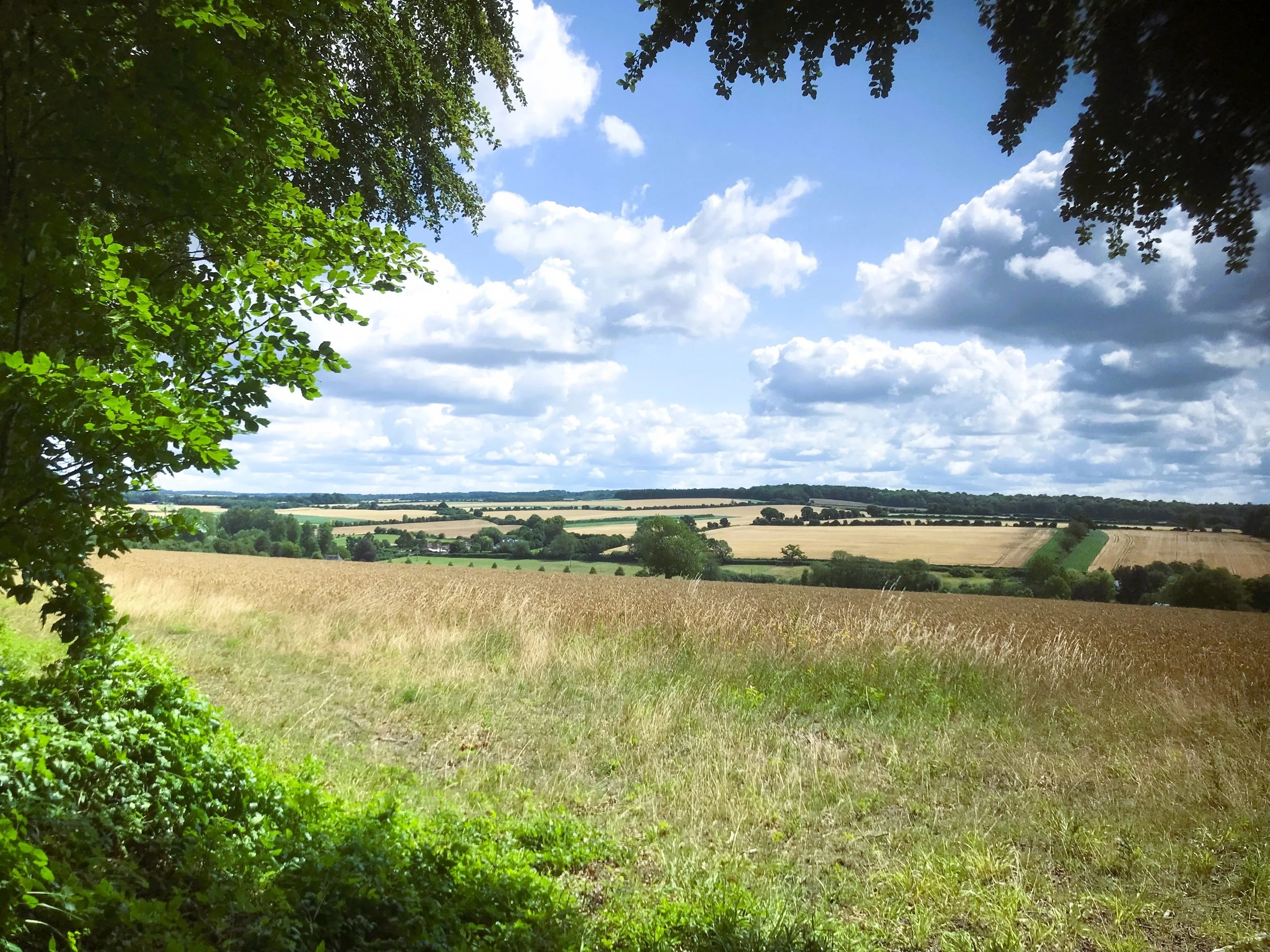 3 - CVF - landscape.JPG