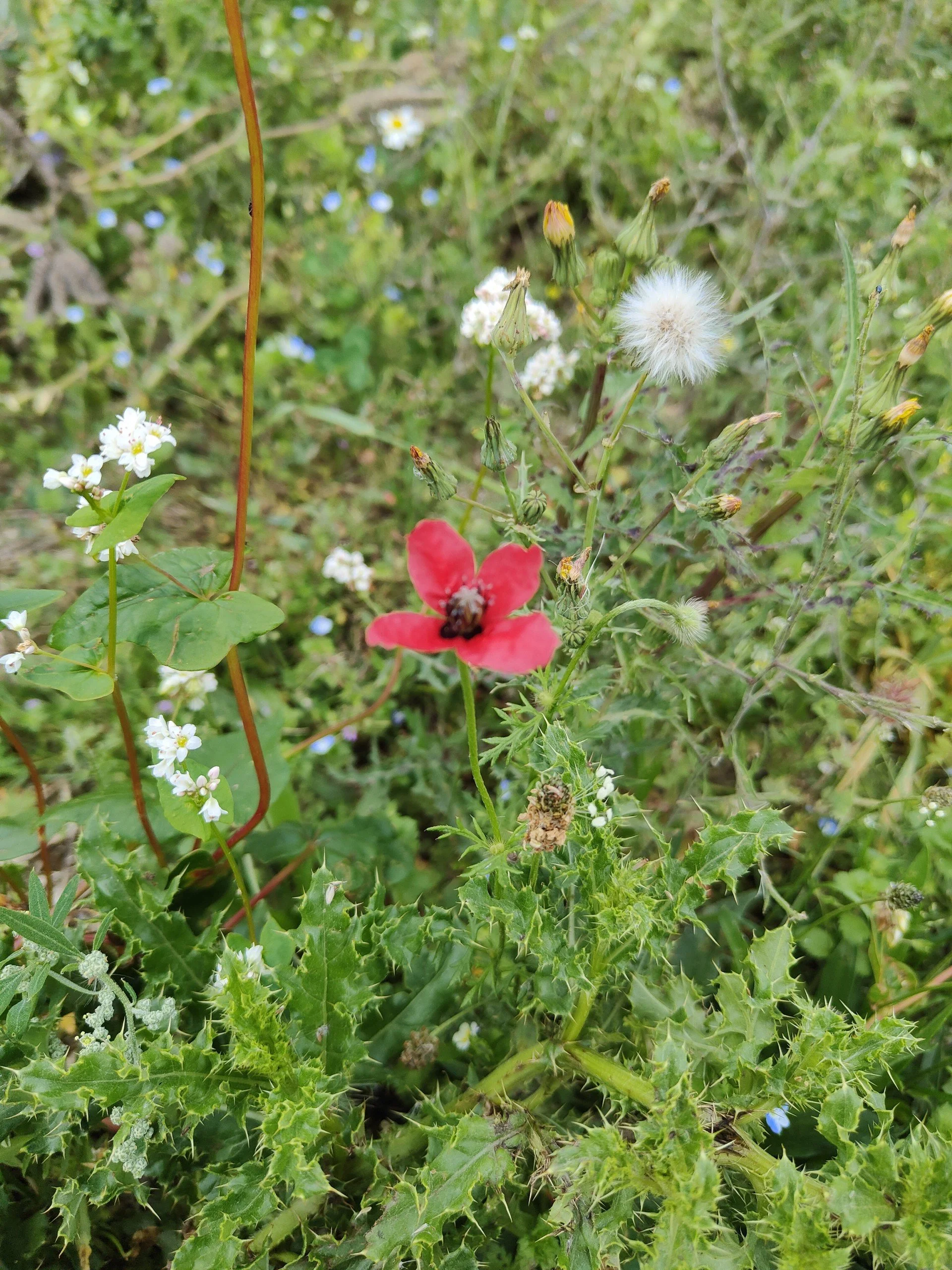 5 - Poppy.jpg