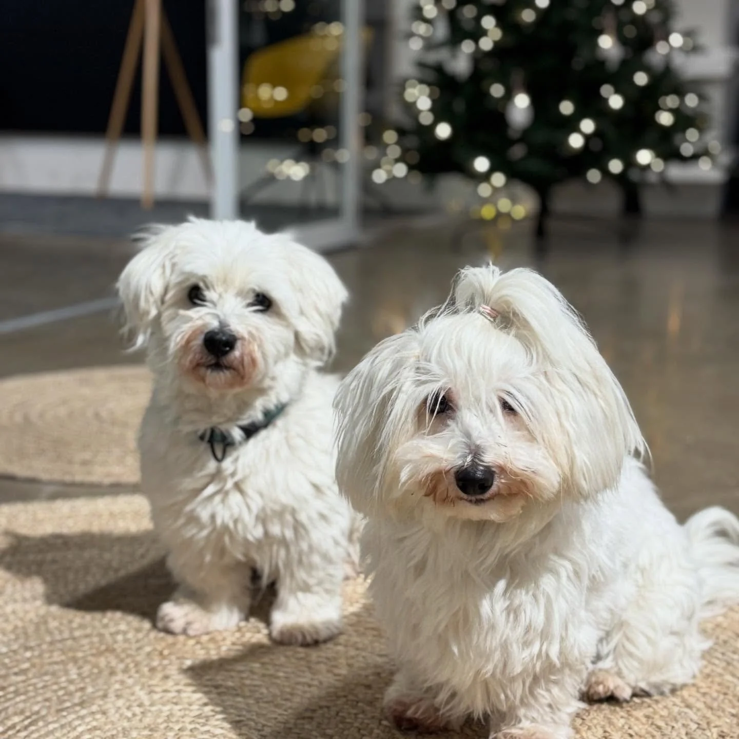 Studiokoirat tonttupuuhissa ✨🎄🐾
Studiokoirat olivat t&auml;n&auml;&auml;n ty&ouml;n touhussa Claystationilla. Piti tutustua dreijoihin, varmistaa ergonomia ty&ouml;p&ouml;ytien &auml;&auml;ress&auml;, poseerata joulukuusen edess&auml; ja haistella 