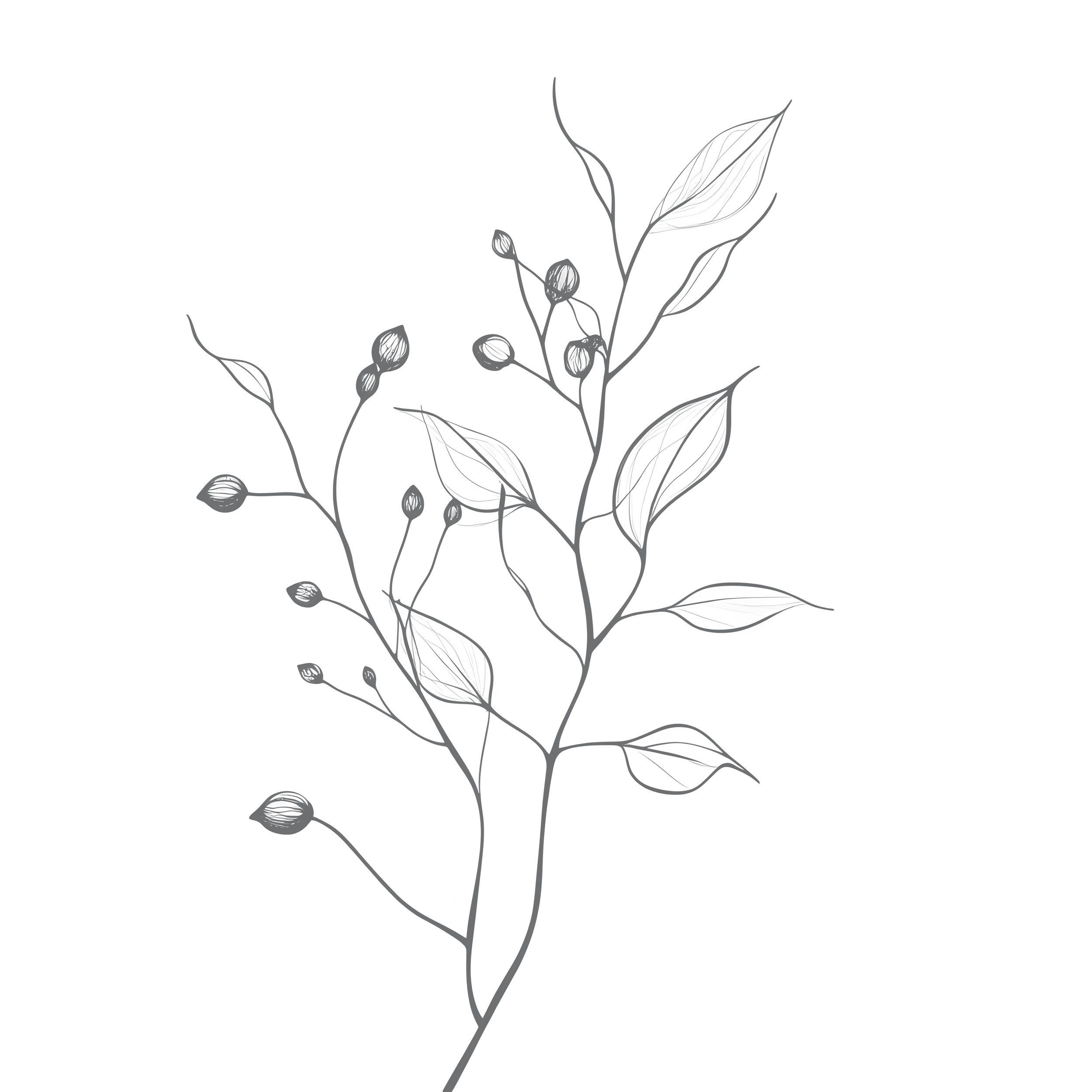 Schwarzweiße Illustration einer zarten Blumenpflanze mit Blättern und kleinen Blüten.
