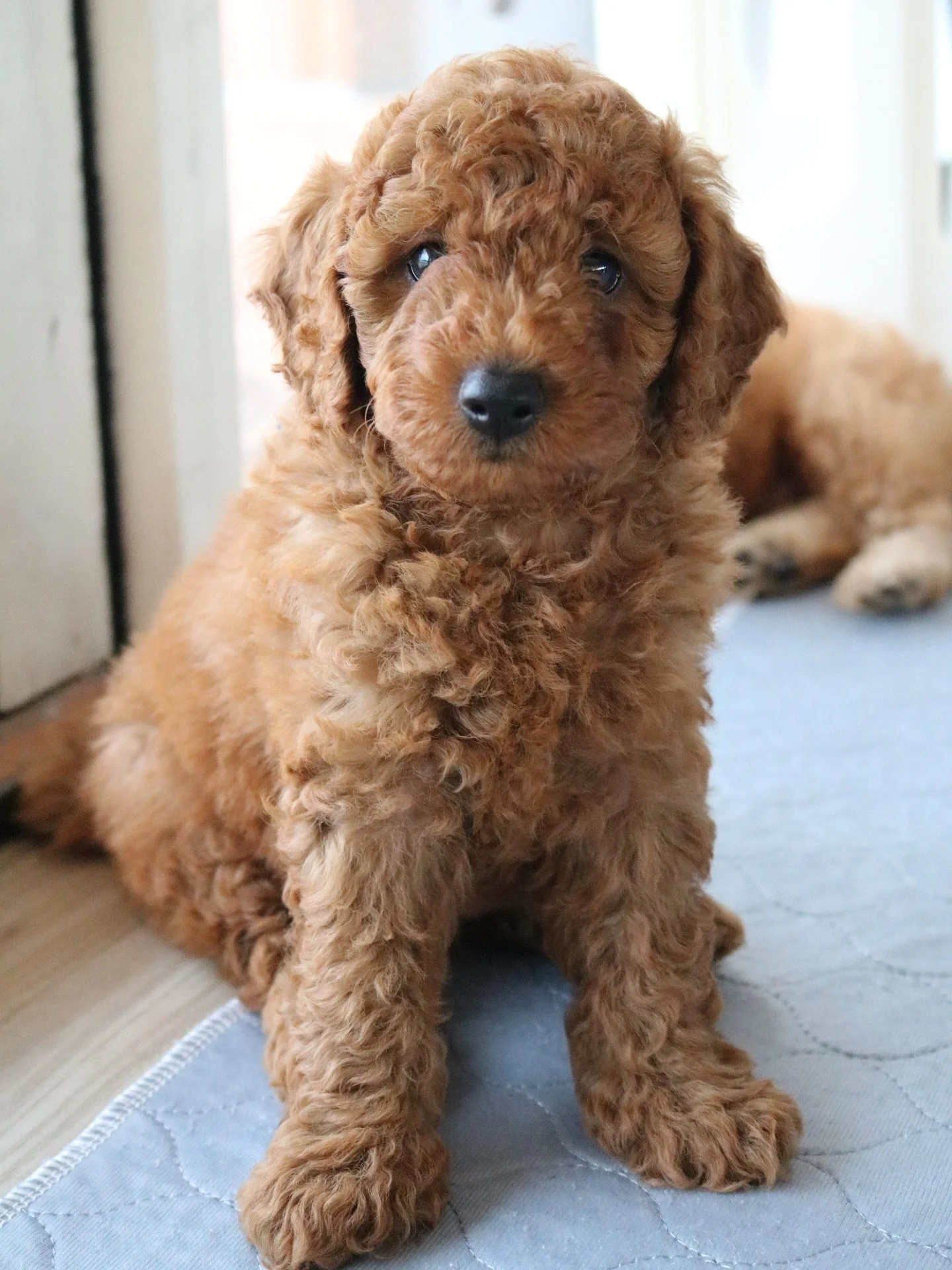 These cavoodle puppies were beautiful last weekend 🥹