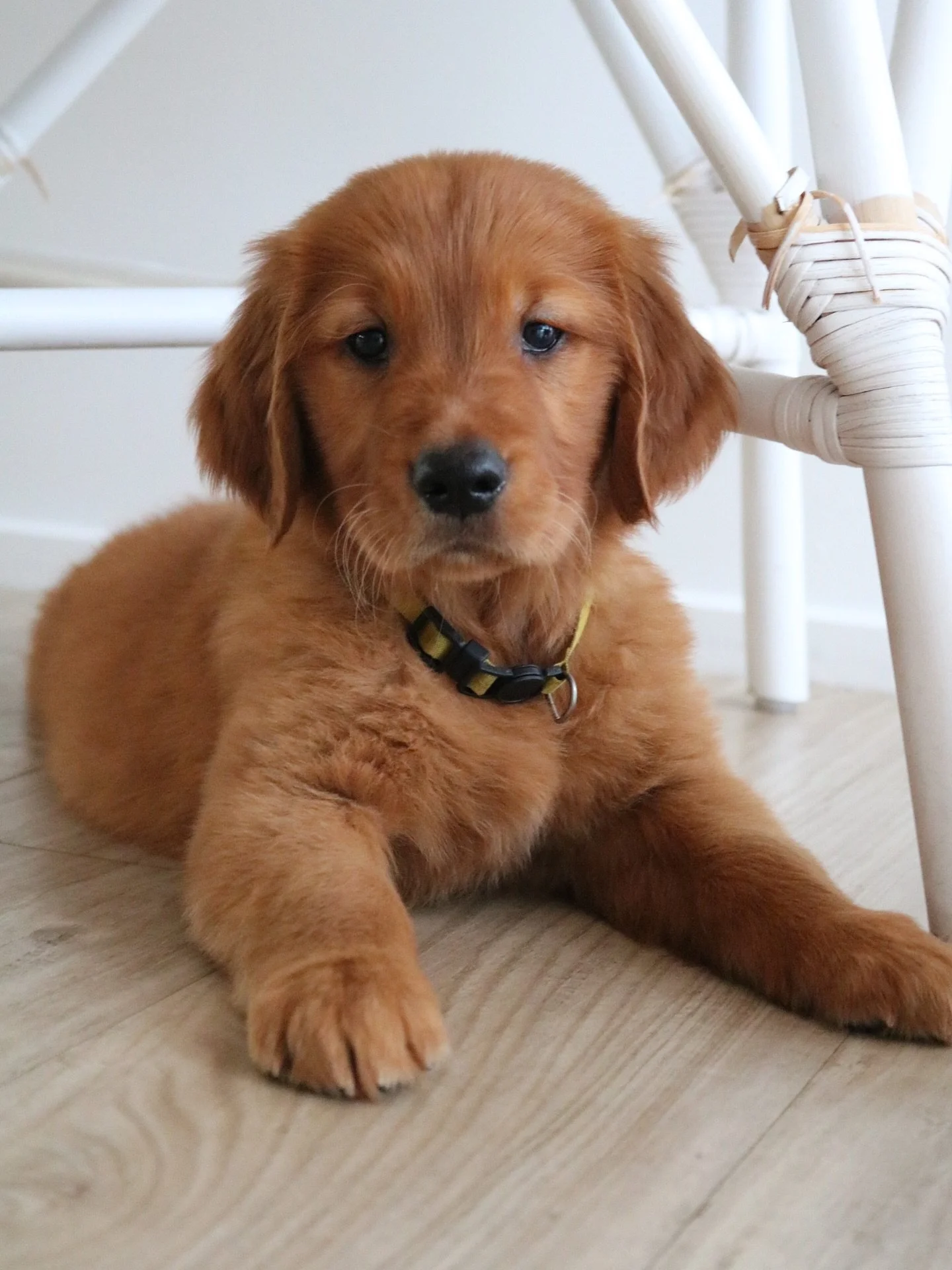 These puppies loved the camera last weekend! 🤩📸👏🏼