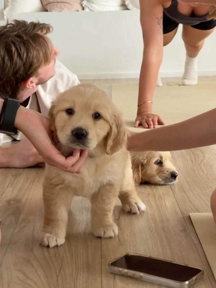 More Golden cuteness to light up your day! 🤩🙈