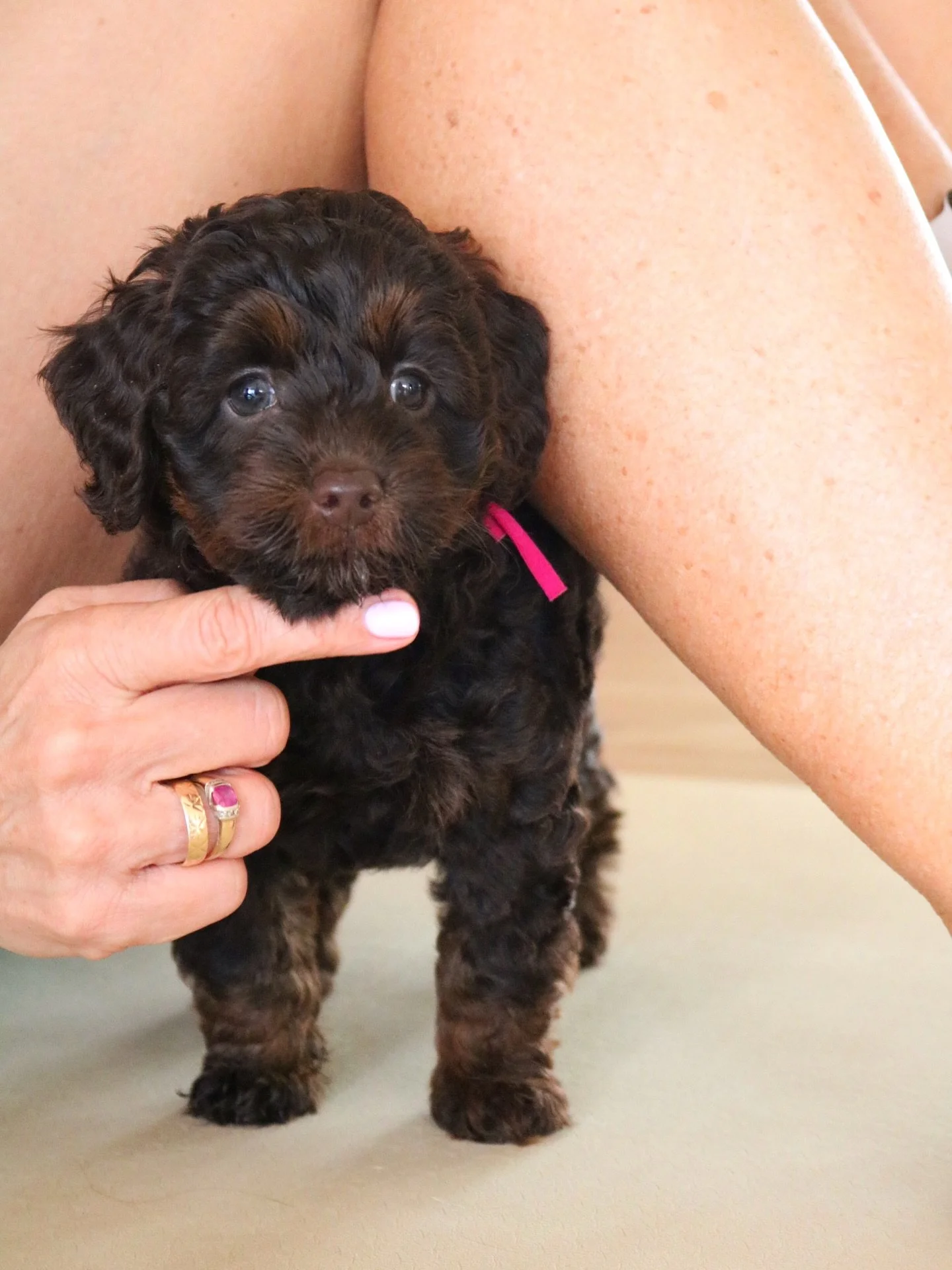 We love seeing these adorable little faces at our events! Puppy Pilates can&rsquo;t get much cuter than this 🤩🙈