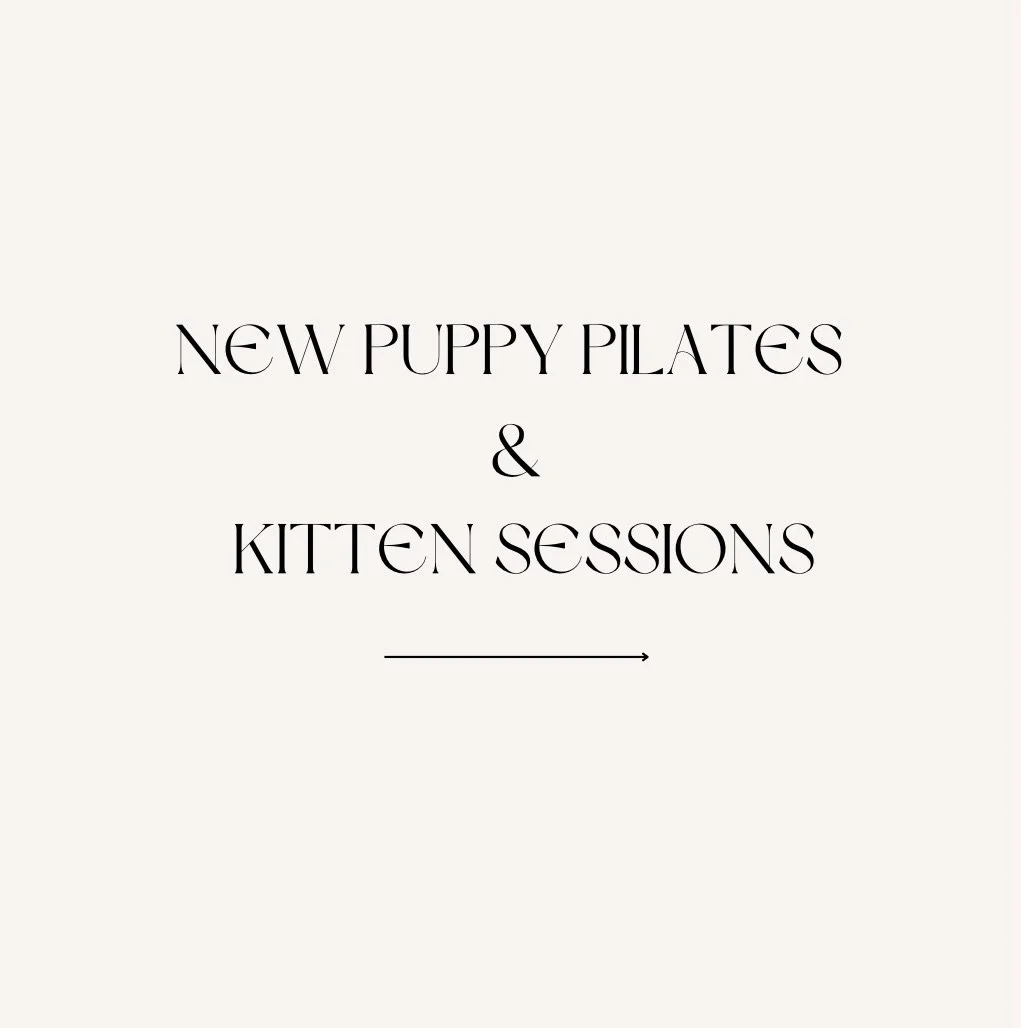 Kittens are back! 🐈 We also have some gorgeous Miniature Dachshund and Cocker Spaniel x Poodle puppies coming to our events in April! 🙈🐶🐾

Book your spots now! 🤍