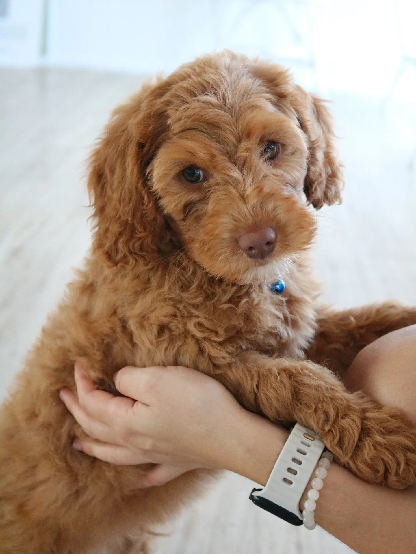 You get to meet so many cute faces at our events, helping them build their confidence and learn new skills, shaping them into the most beautiful puppies in the future 🐾🤍