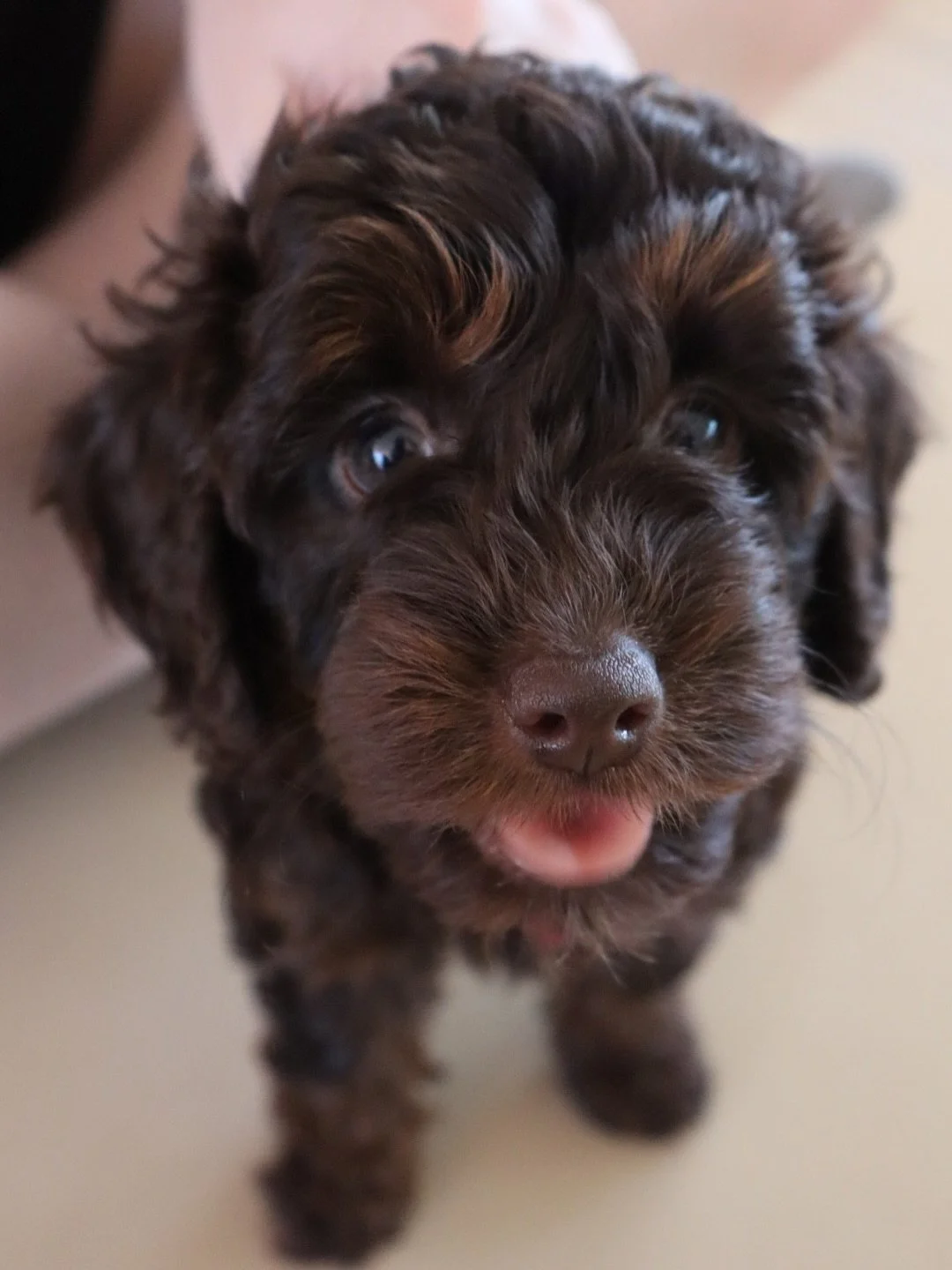 Imagine waking up on a Sunday morning to go and see these pups! Can&rsquo;t get much cuter than this 🙈🐾